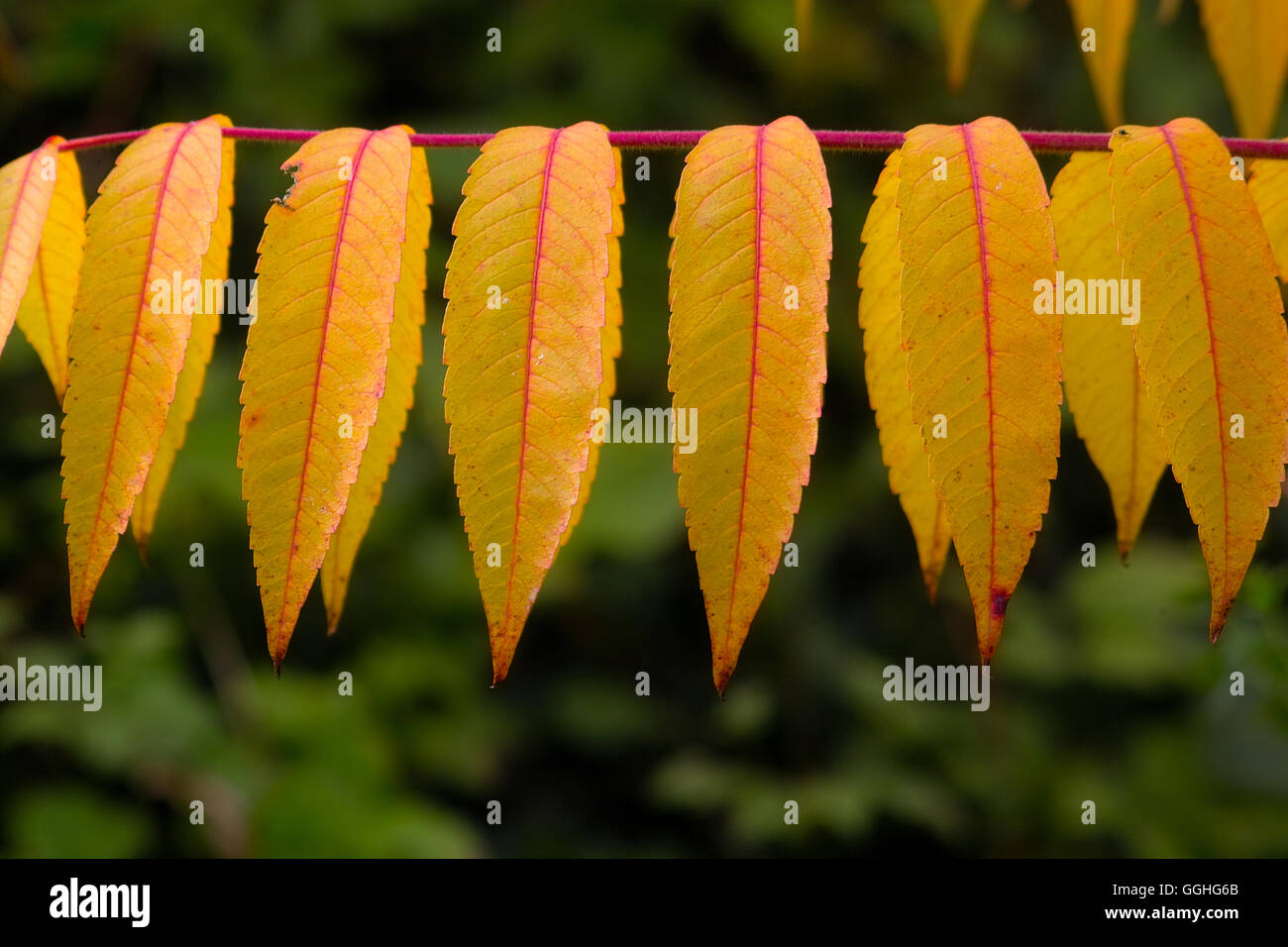 Vinaigrier, corne de cerf (sumach Rhus typhina, rhus hirta) Banque D'Images