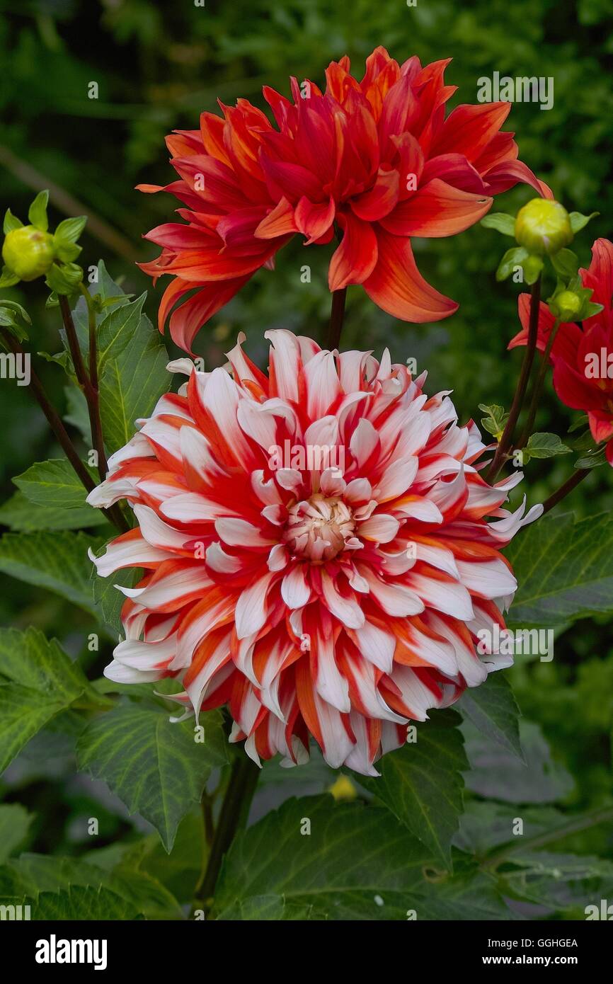 Dahlia / Dahlie “Dzivite” (Dahlia hybride) hybride, orange, weiss, rayé, blanc, conseils, dahlia, hybride, dahlie, sommerblume, Banque D'Images