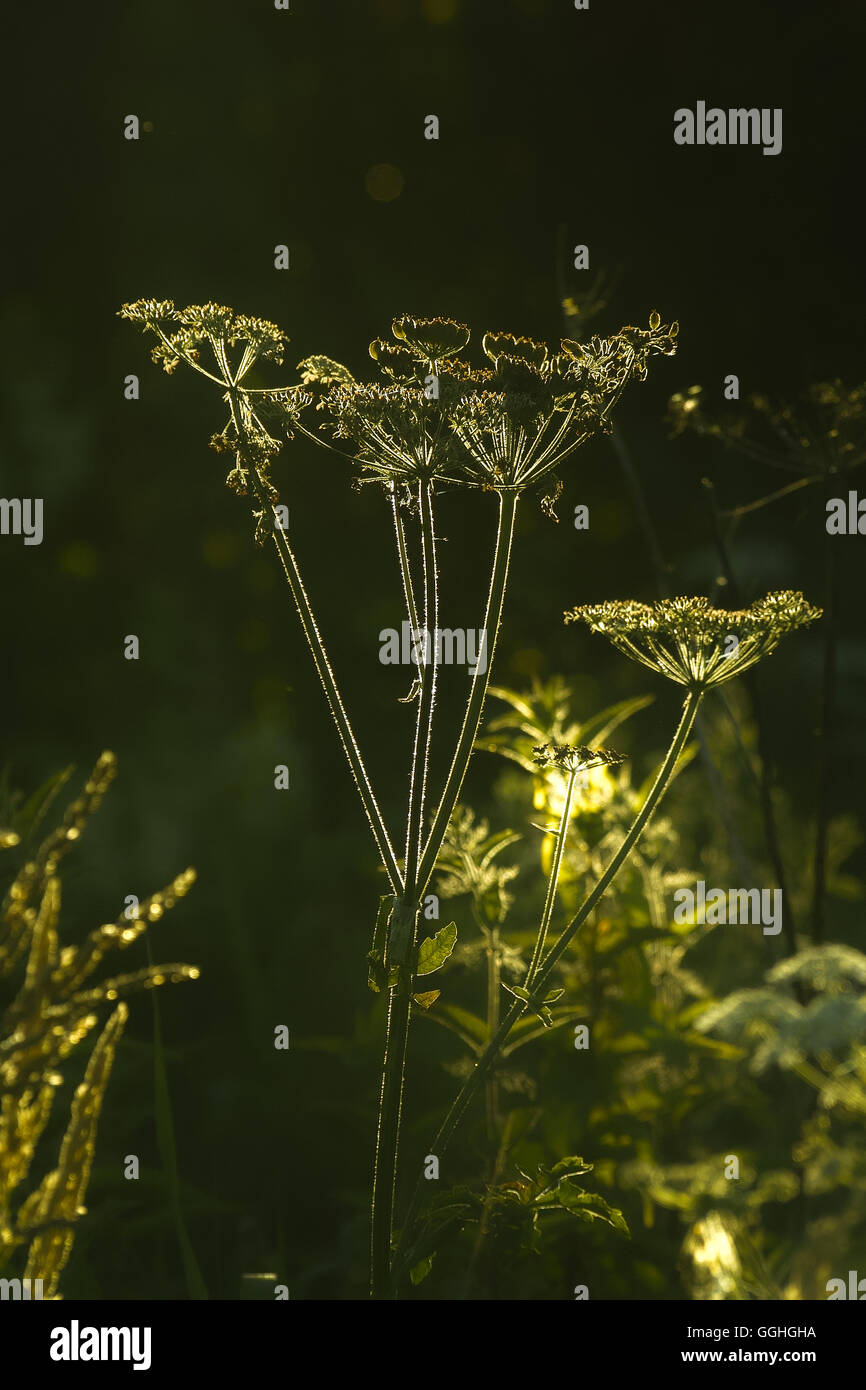 La berce laineuse, dans Eltrot Wiesenbärenklau / rétroéclairé (Heracleum sphondylium), fleurs sauvages blüte, eltrot wildstaude wildblume,, Banque D'Images
