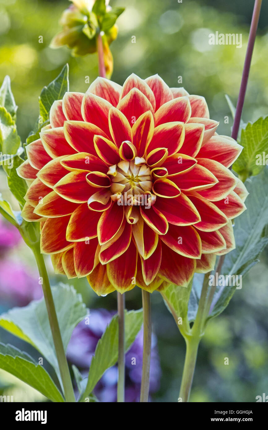 Dahlia / Dahlie 'Dahlia' Maxim (Dahlia hybride), jaune-rouge bordé de fleurs, gerandete Blüte gelb Banque D'Images