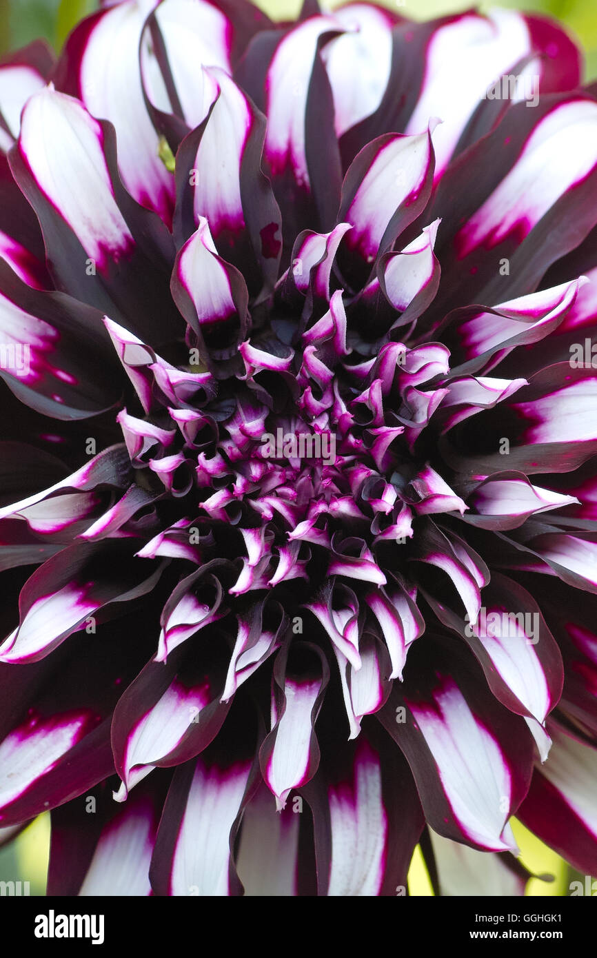 Dahlia / dahlie tartan "' (hybride) dahlia noir-blanc, rouge-blanc, blanc, conseils, dahlia, hybride, dahlie, sommerblume, Banque D'Images