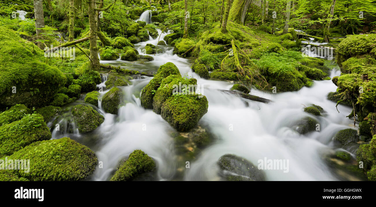 Les pierres couvertes de mousse, de la rivière de l'Orbe, Vallorbe, Vaud, Suisse Banque D'Images
