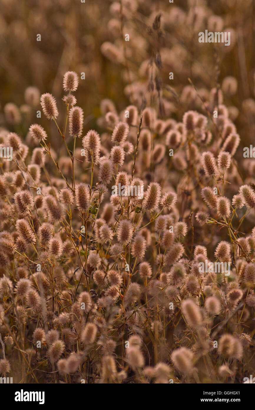 Lièvre wildflower's-foot, trèfle trèfle trèfle pierre rabbitfoot, oldfield clover (Trifolium pratense) Banque D'Images