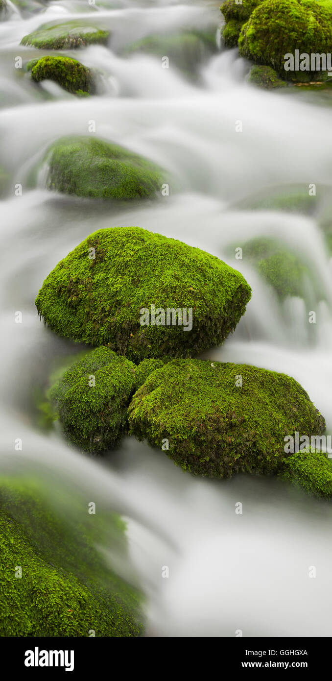Les pierres couvertes de mousse, de la rivière de l'Orbe, Vallorbe, Vaud, Suisse Banque D'Images
