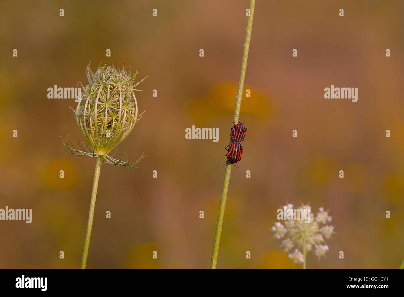 Carrott sauvage / Wilde, Möhre (Daucus carota) avec l'italien, Striped-Bug Streifenwanze / Bug Minstrel (Graphosoma lineatum) Banque D'Images