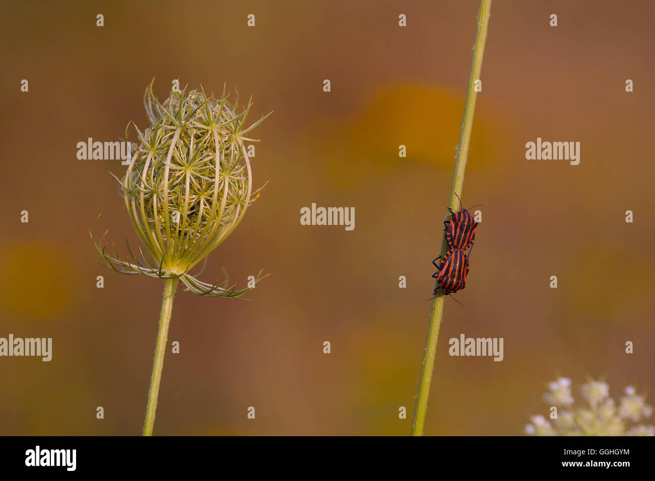 Carrott sauvage / Wilde, Möhre (Daucus carota) avec l'italien, Striped-Bug Streifenwanze / Bug Minstrel (Graphosoma lineatum) Banque D'Images
