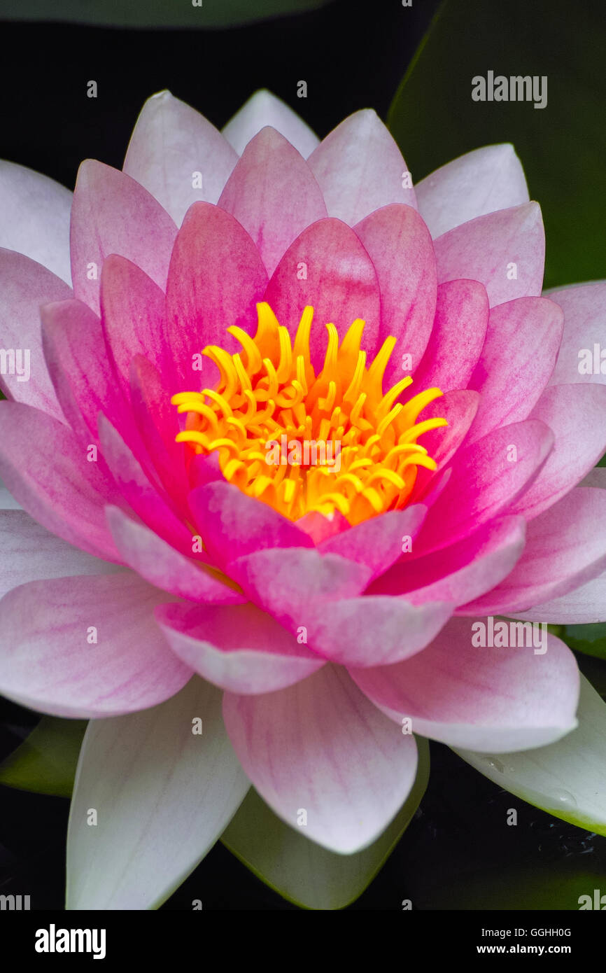 Nénuphar Nymphaea Sunny Pink Nénuphars étang Plante Bassin Plantes