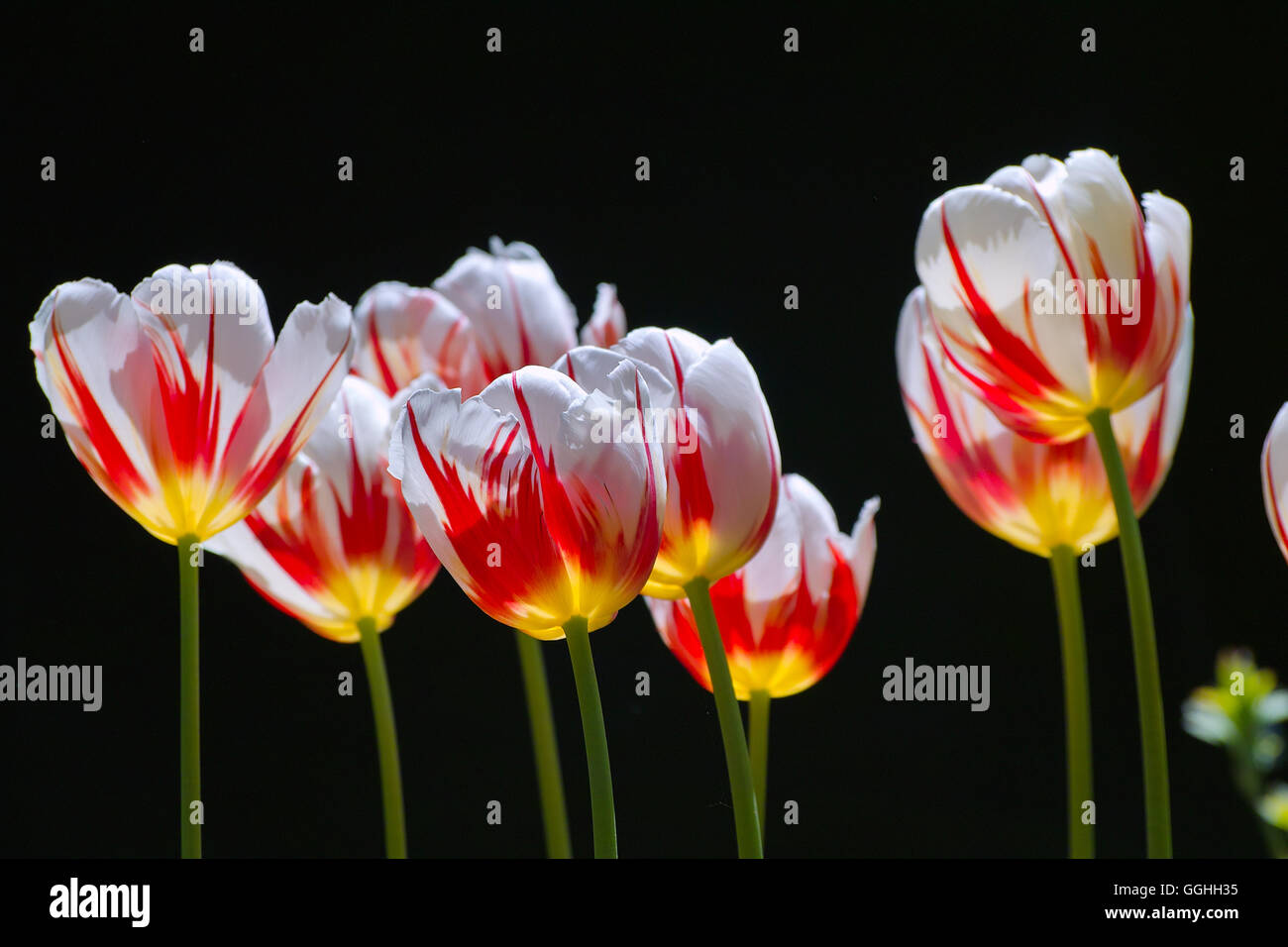 Tulip / tulpe 'Ice Follies' (tulipa hybr.), historique, à rayures, rouge flammé de tulipe, fleur rouge flammé, flammé tulip, vintage Banque D'Images