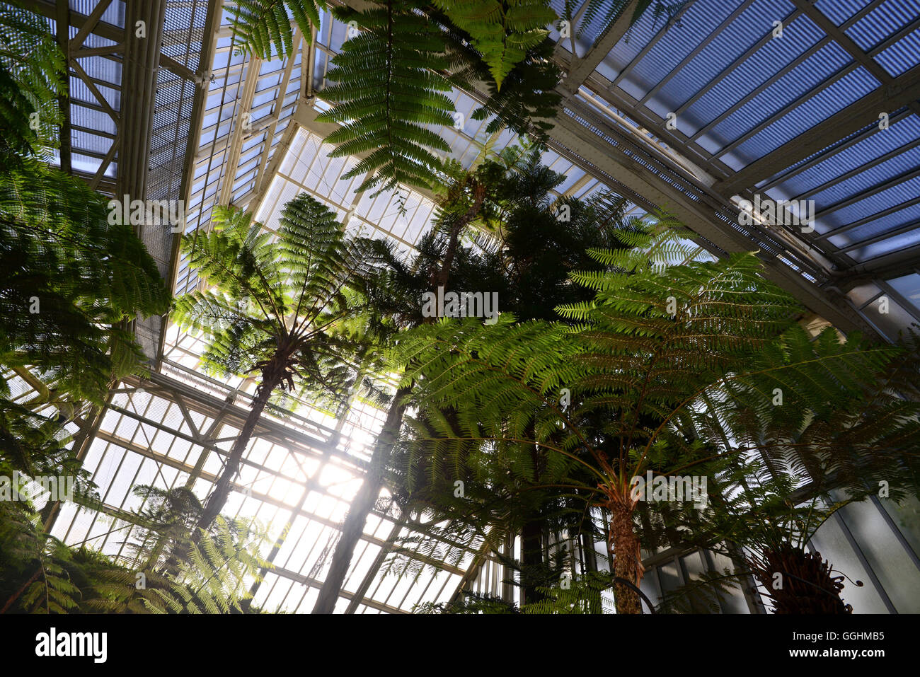 Dans les jardins botaniques, Berlin, Allemagne Banque D'Images