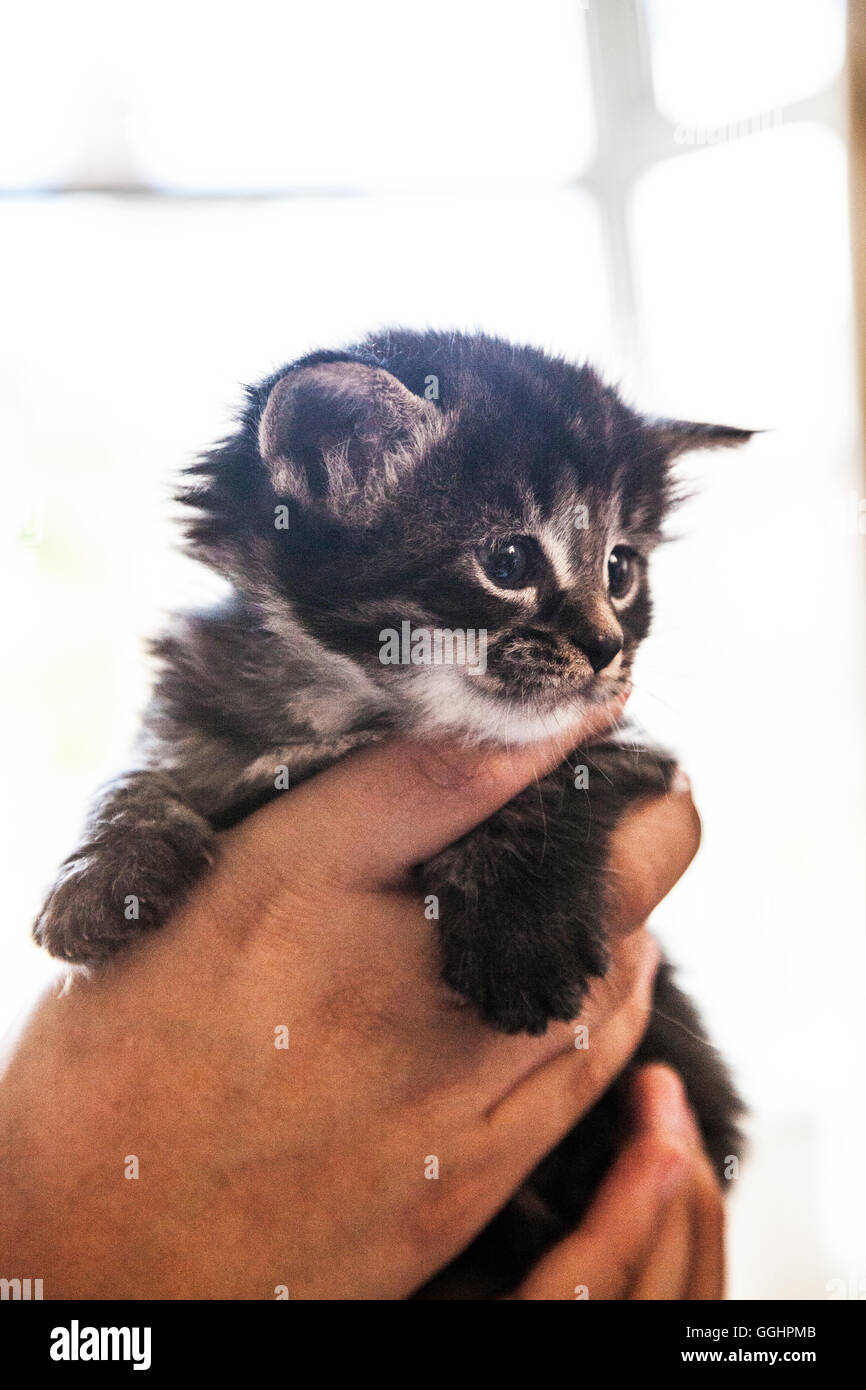 Chaton de quatre semaines. Banque D'Images