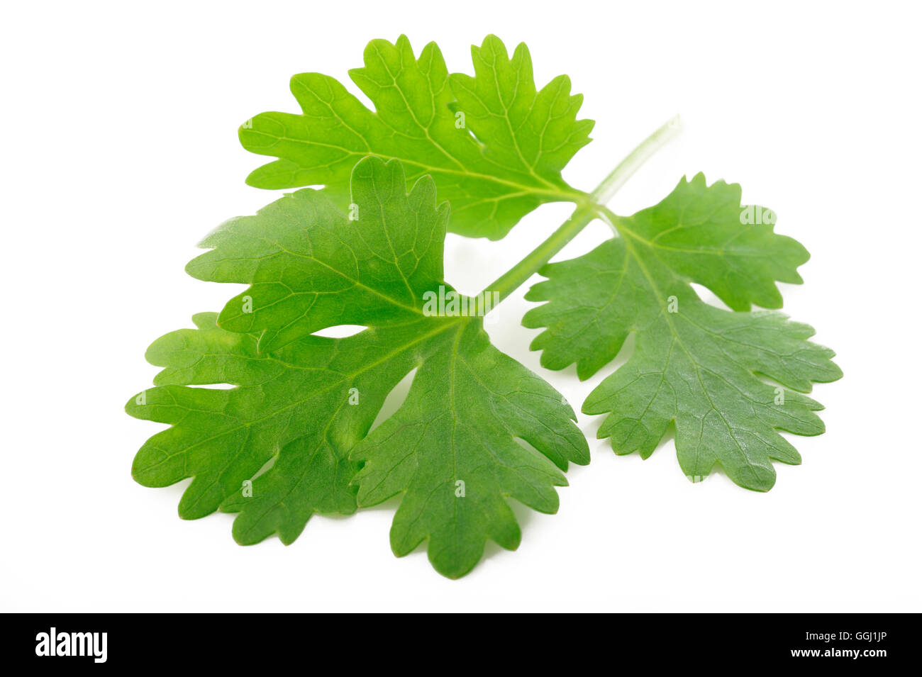 Feuilles de coriandre fraîches isolées sur fond blanc Banque D'Images