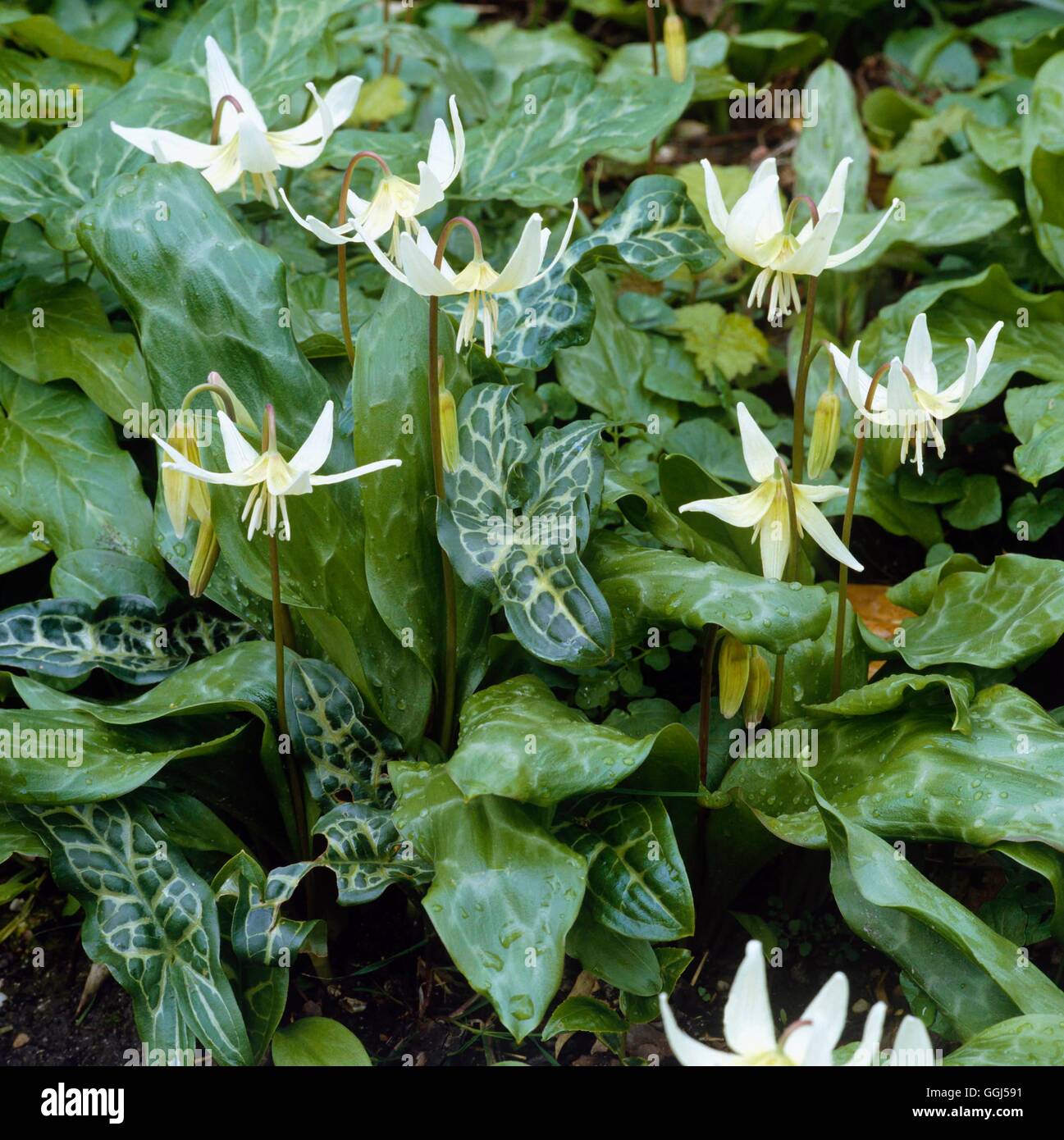 L'Erythronium californicum - avec le feuillage de l'Arum V055238 Banque D'Images
