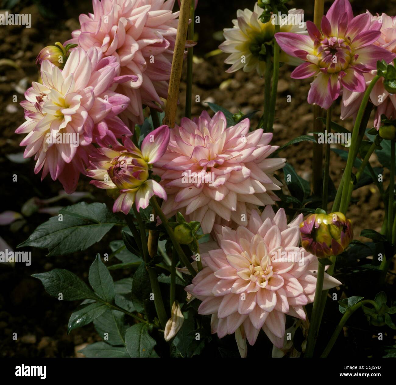 Dahlia "Orion" (Moyen) décorative Date : 11/09/2008 BUL057860 Banque D'Images