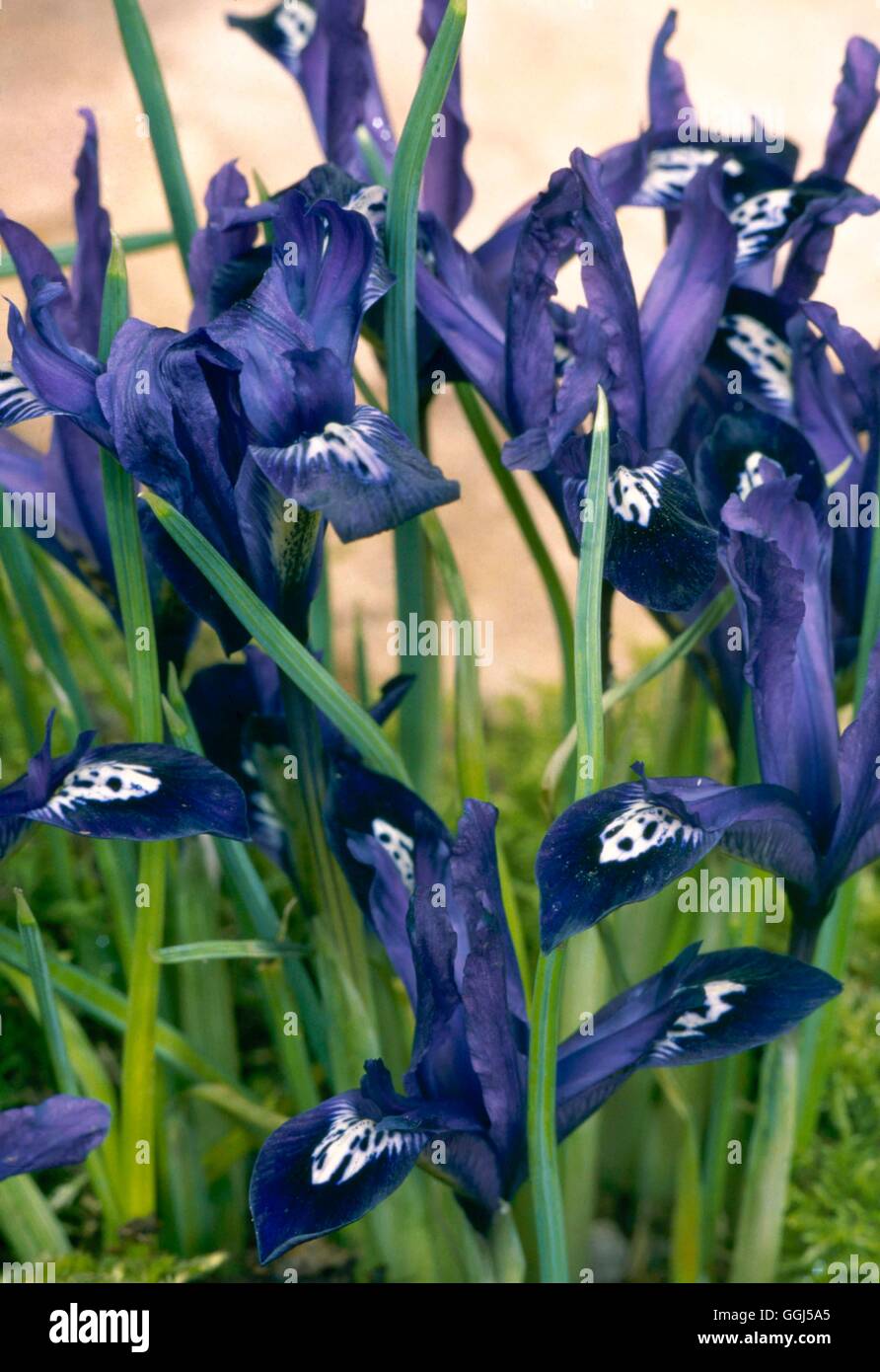 Iris - 'Pauline' (reticulata) V060544 Banque D'Images