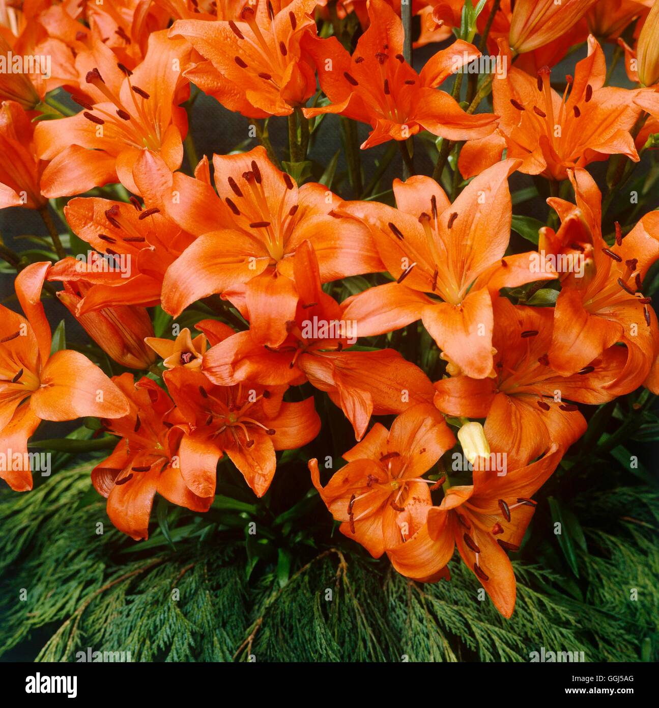 Lilium - 'Avignon' (mi siècle hybride) V060953 Banque D'Images