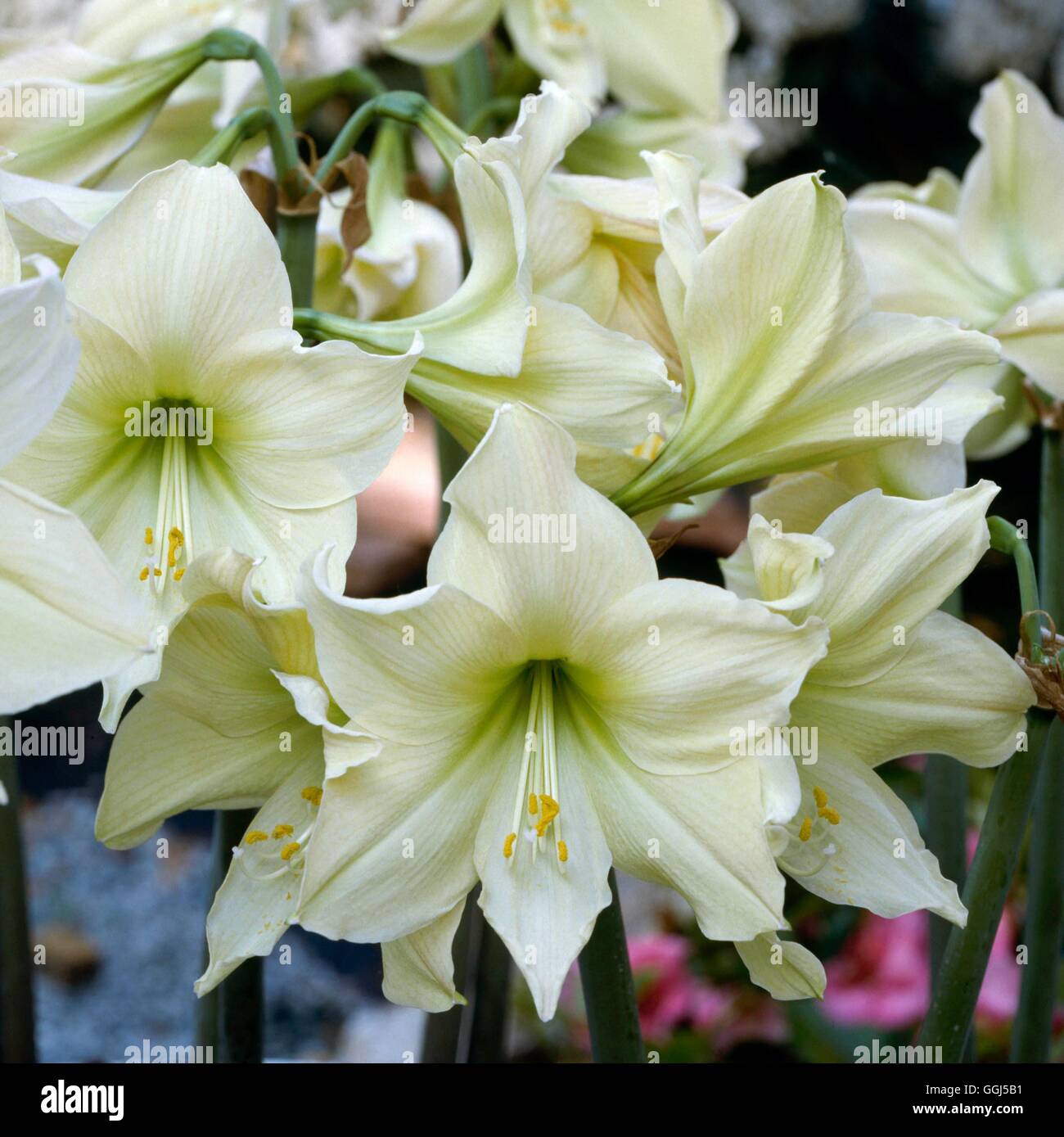 Hippeastrum - 'Queen of White'- - Amaryllis V062882 Banque D'Images