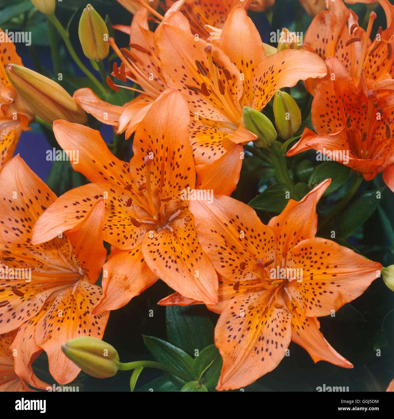 Lilium - 'Gran Sasso' floraison précoce (l'Asiatique) V071553 Banque D'Images