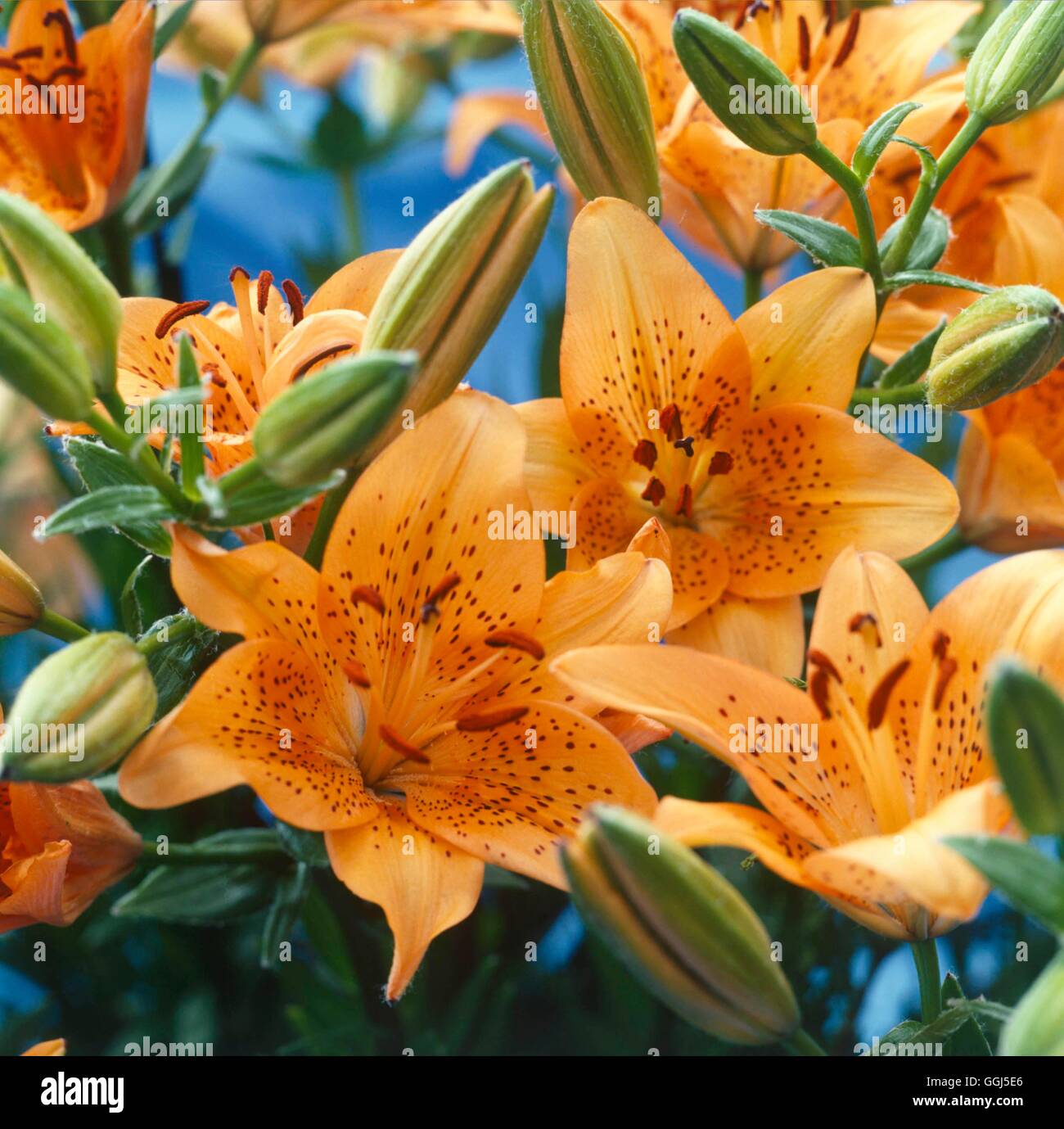 Lilium - "Harmonie" (mi siècle hybride) V073575 Banque D'Images