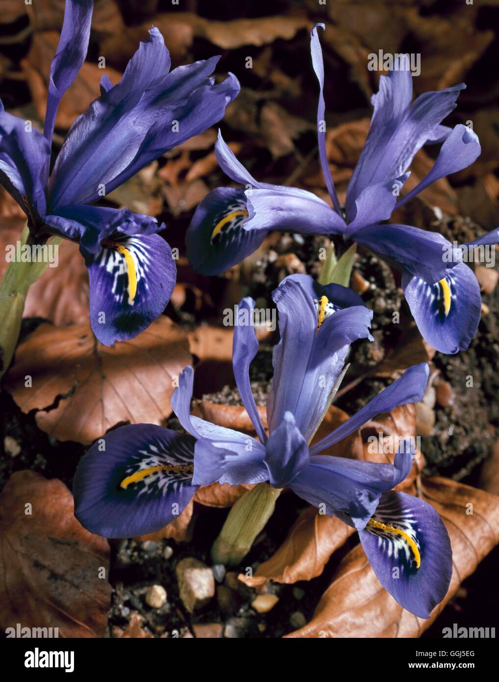 Iris histrioides - 'Majeur' V074385 Banque D'Images