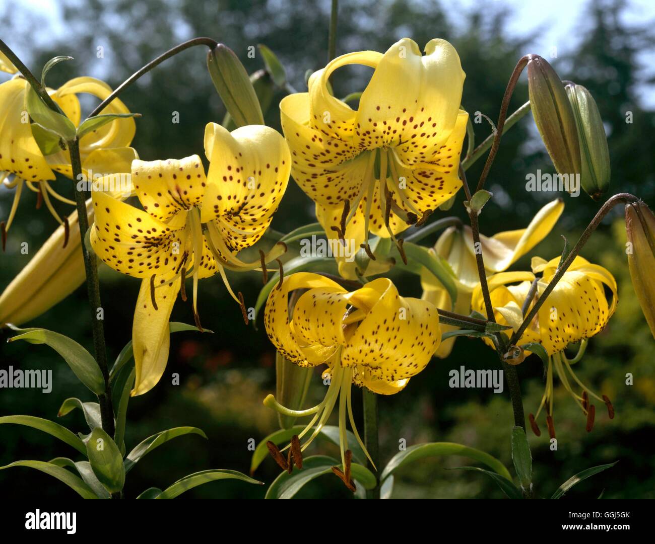 Lilium - Groupe V078762 de citronnelle Banque D'Images