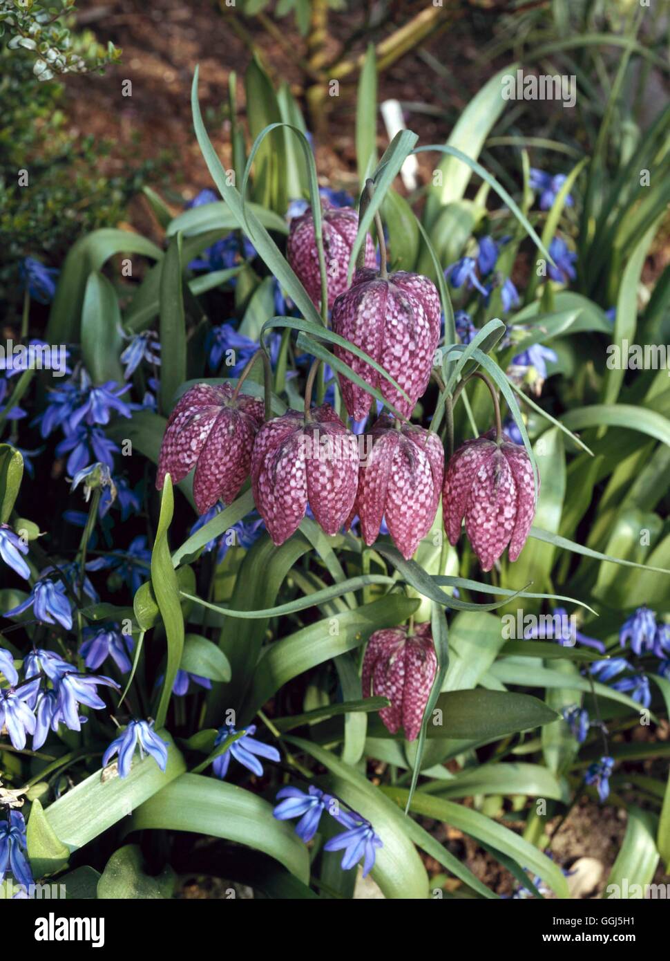 Fritillaria meleagris - avec Scillas V079798 Banque D'Images