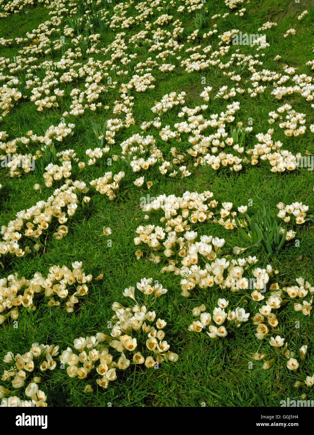 Crocus chrysanthus 'Cream Beauty' -- - naturalisée en herbe V080350 /Pho Banque D'Images