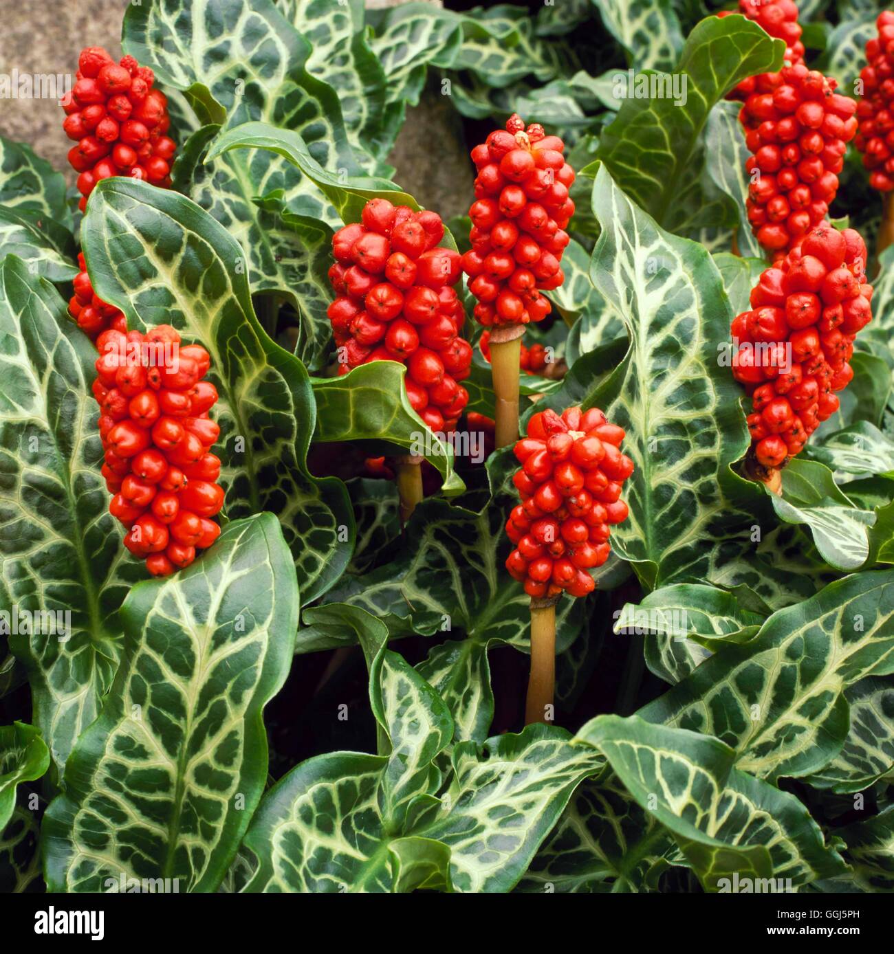 - Arum italicum subsp. italicum 'Marmoratum' AGM V098779 Banque D'Images