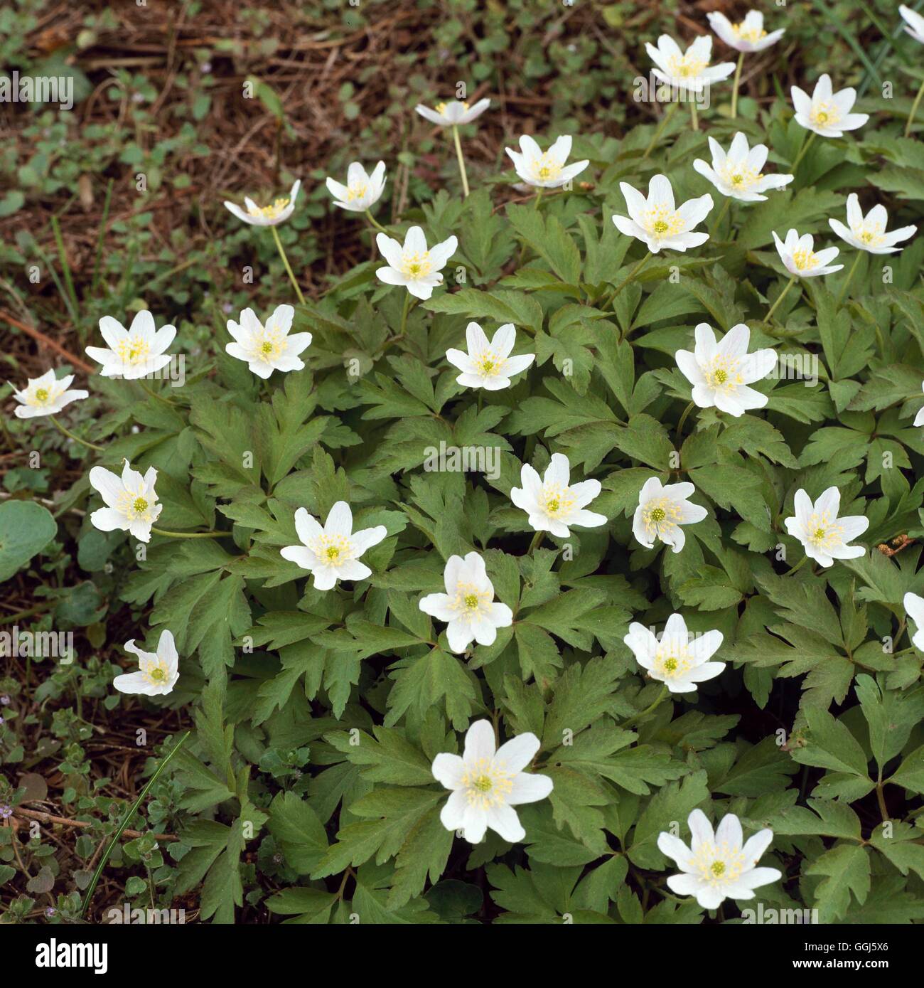 Aga - Anemone nemorosa Anémone des bois V108157 Banque D'Images