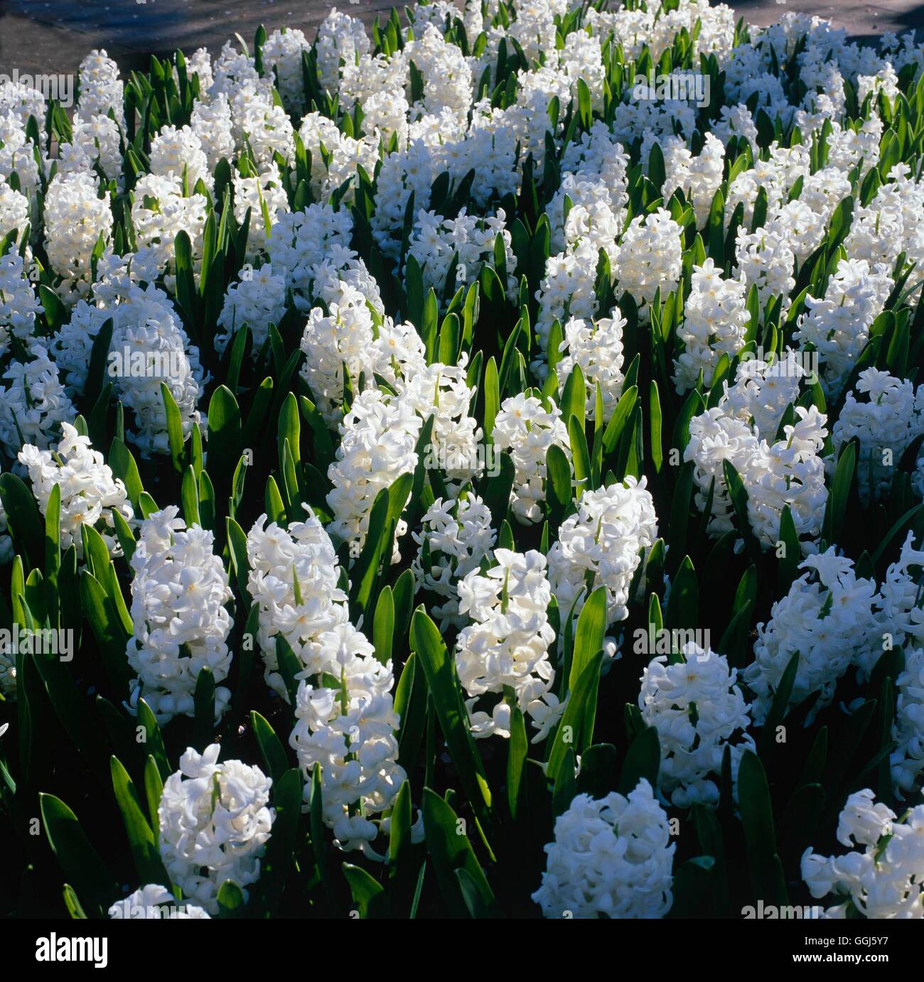 Hyacinthus orientalis- 'Aiolos' V110529 Banque D'Images