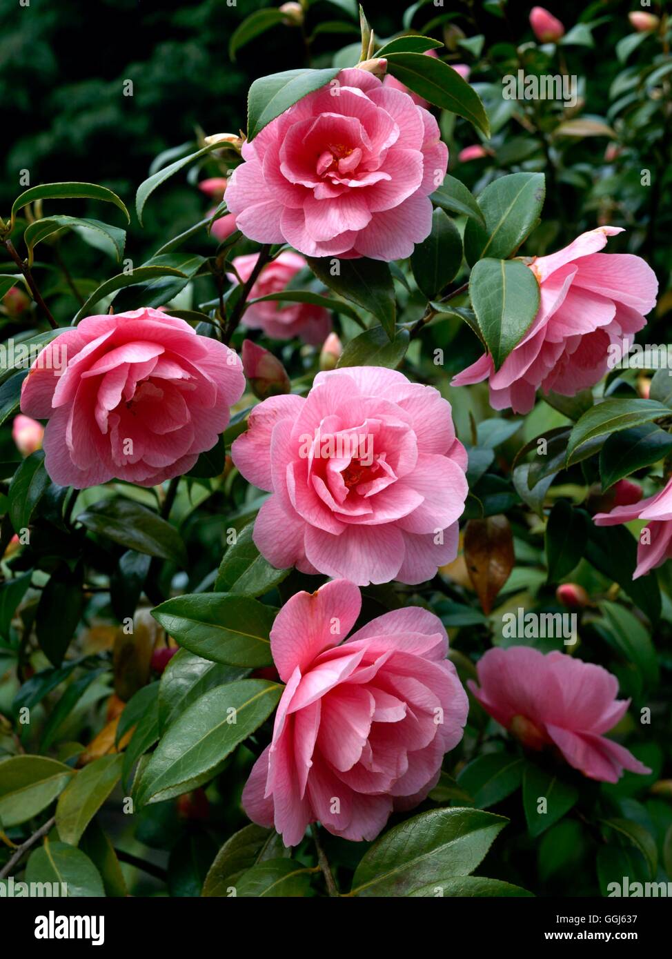 Camellia x williamsii - «don' AGM CAM074297 Banque D'Images