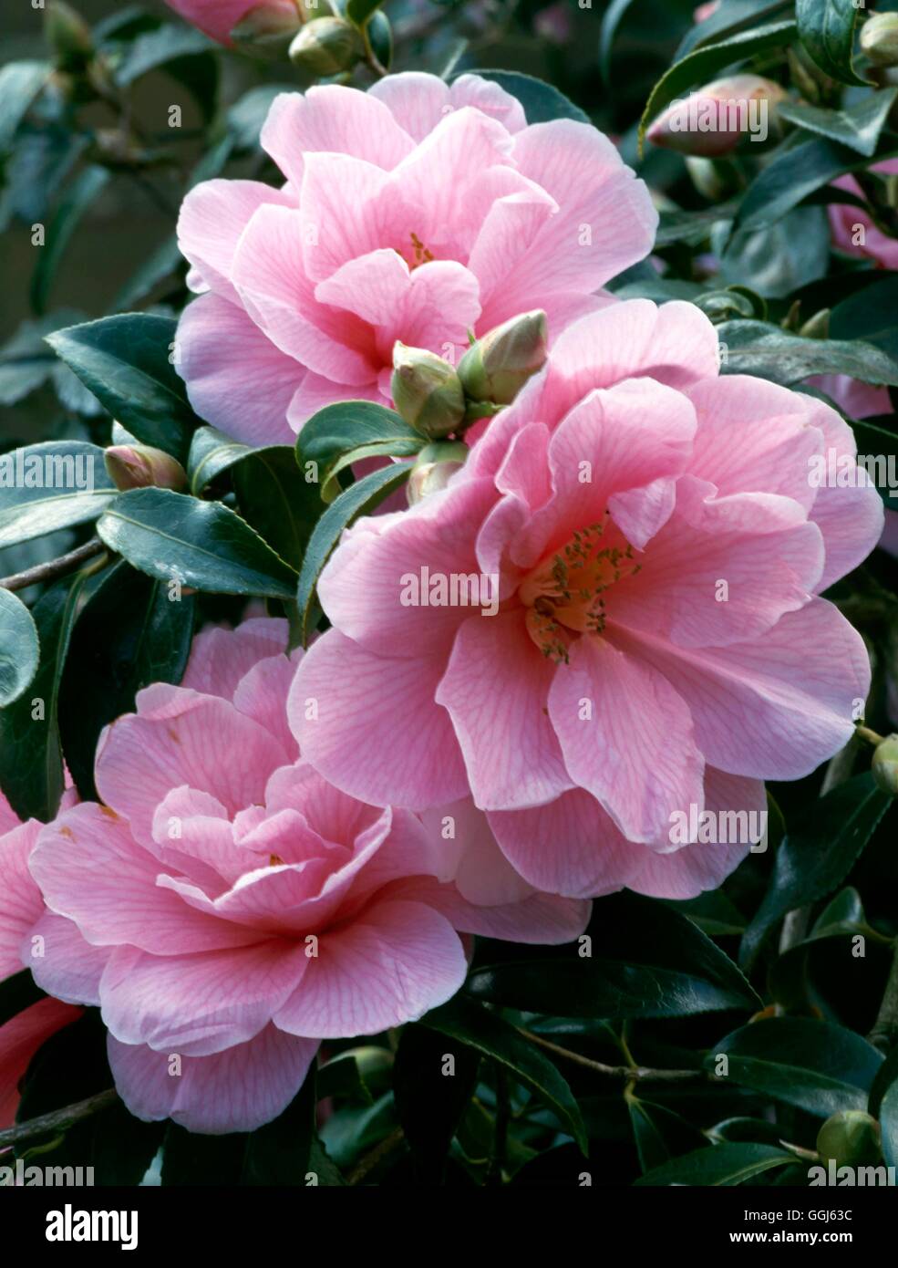 Camellia x williamsii - «don' CAM087930 Banque D'Images