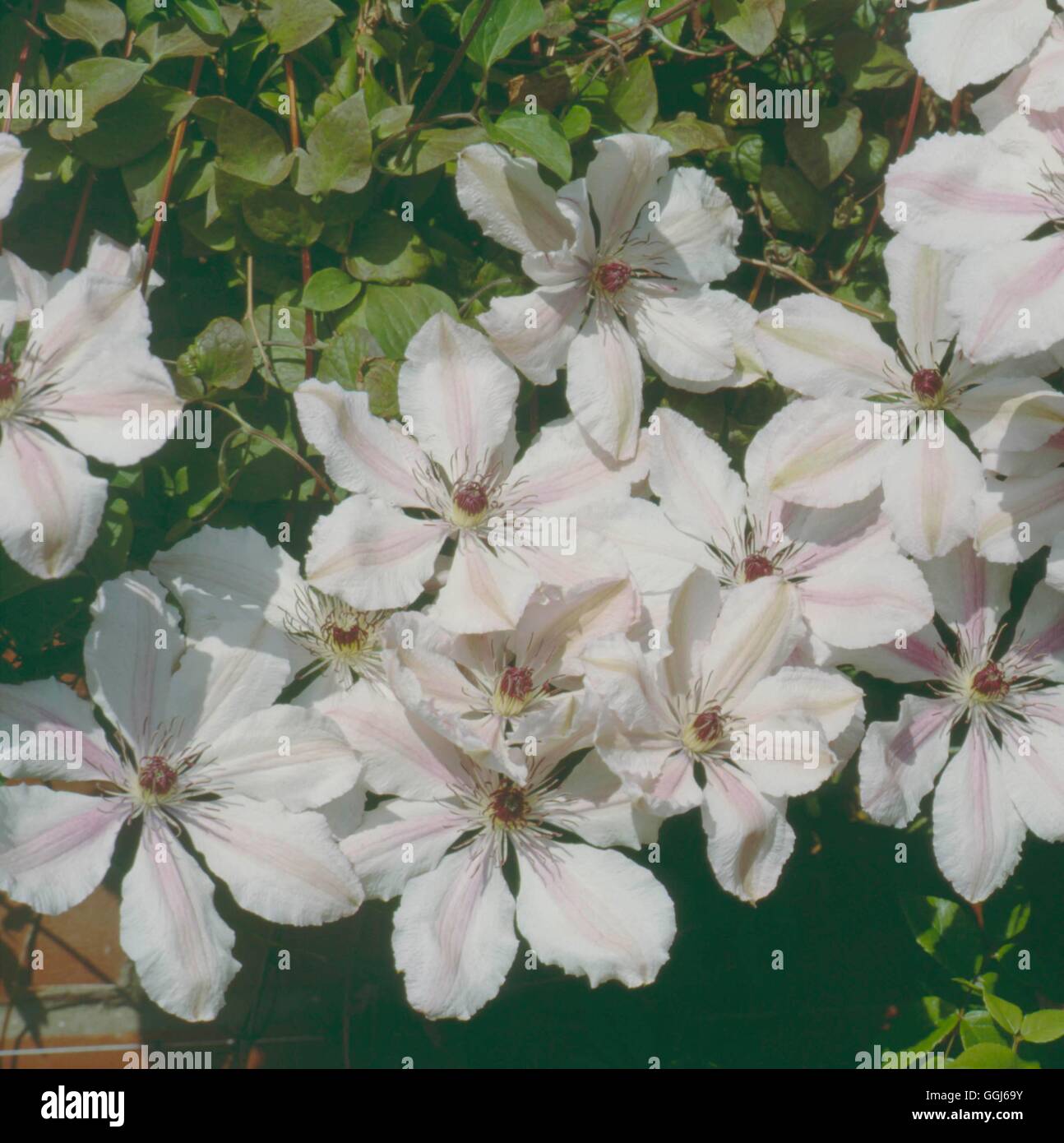 Clematis - 'Jan Pawel II' - (Syn C. 'Le Pape Jean Paul II') CLE046328 /Photos Banque D'Images