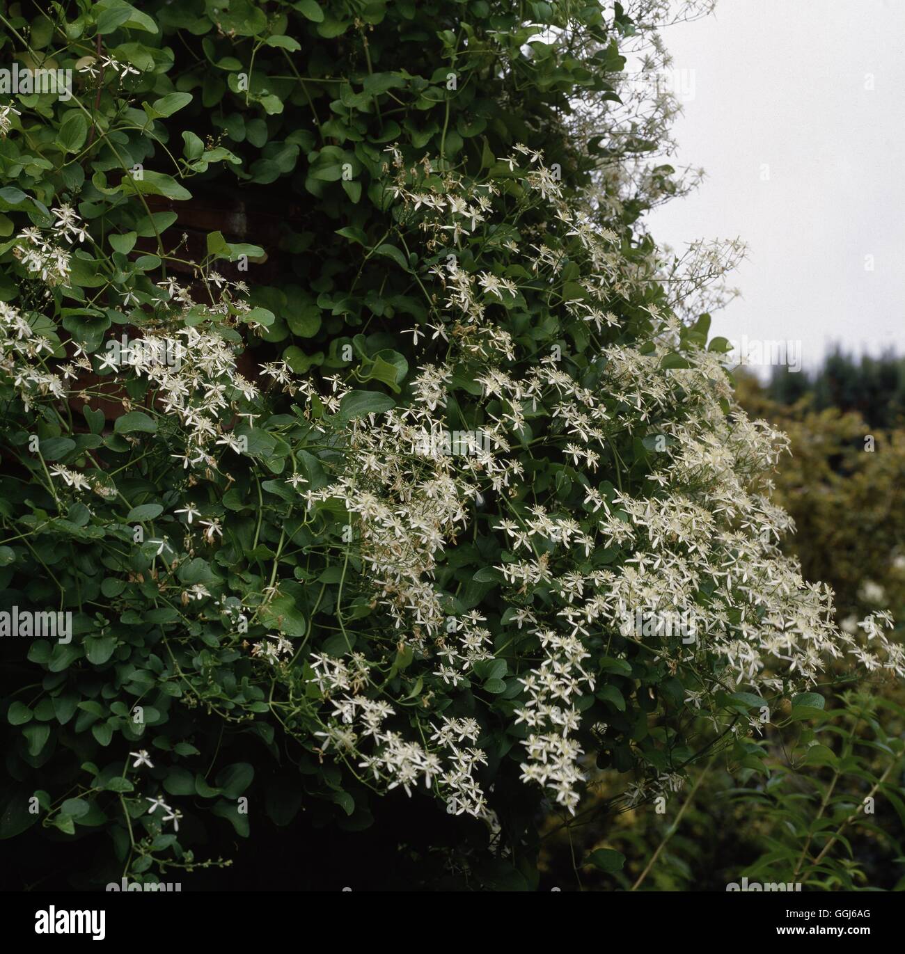 CLEMATIS TERNIFLORA Syn. Clematis dioscoreifolia Date : 18/08/2008 Photos Horticultura CLE062664 Banque D'Images