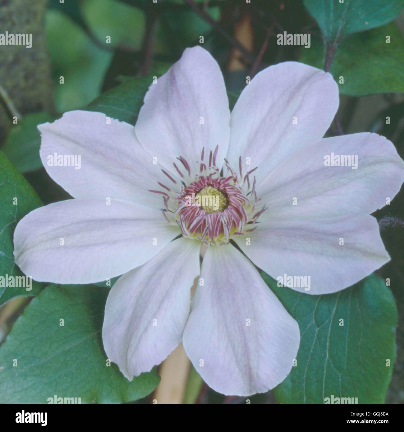 Clematis - 'Dawn' CLE076967 Banque D'Images