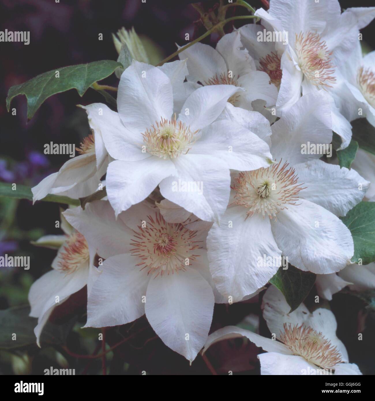 Bella blanc Banque de photographies et d’images à haute résolution - Alamy