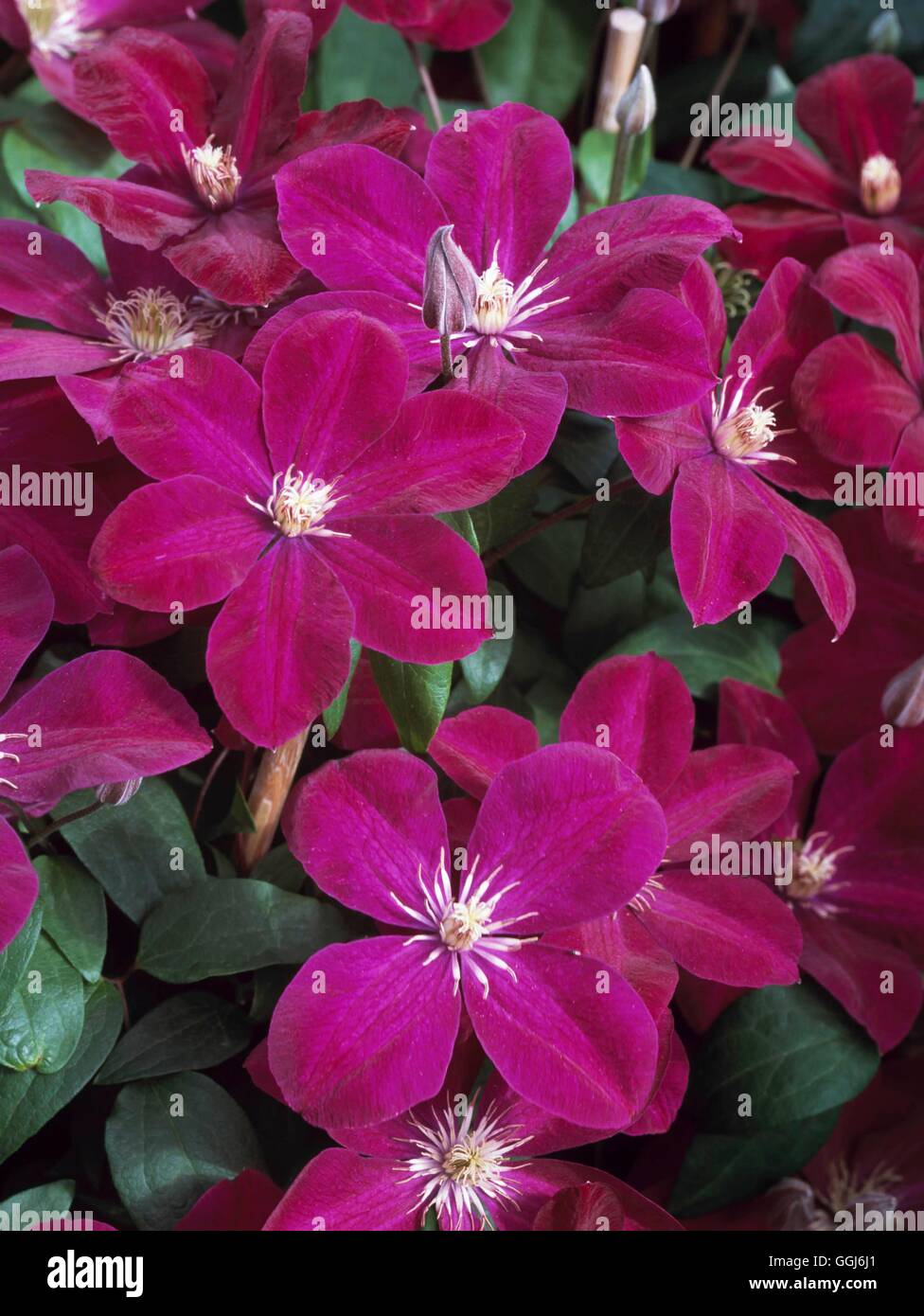 - Clematis 'Rouge Cardinal' CLE109601 Banque D'Images