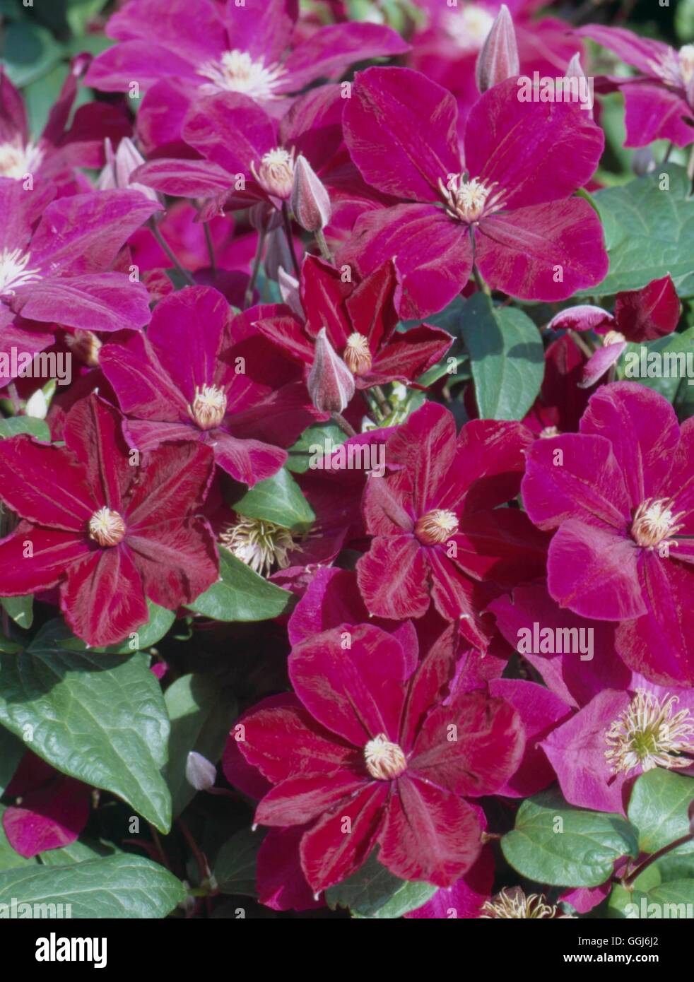 - Clematis 'Rouge Cardinal' CLE109602 Banque D'Images