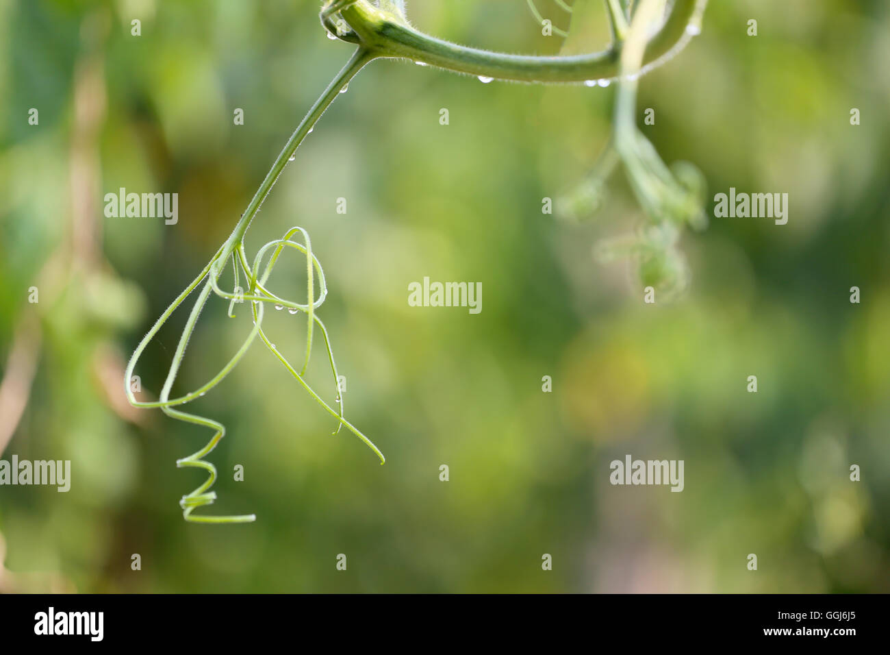 Vignes de plante verte dans le jardin de légumes le matin. Banque D'Images