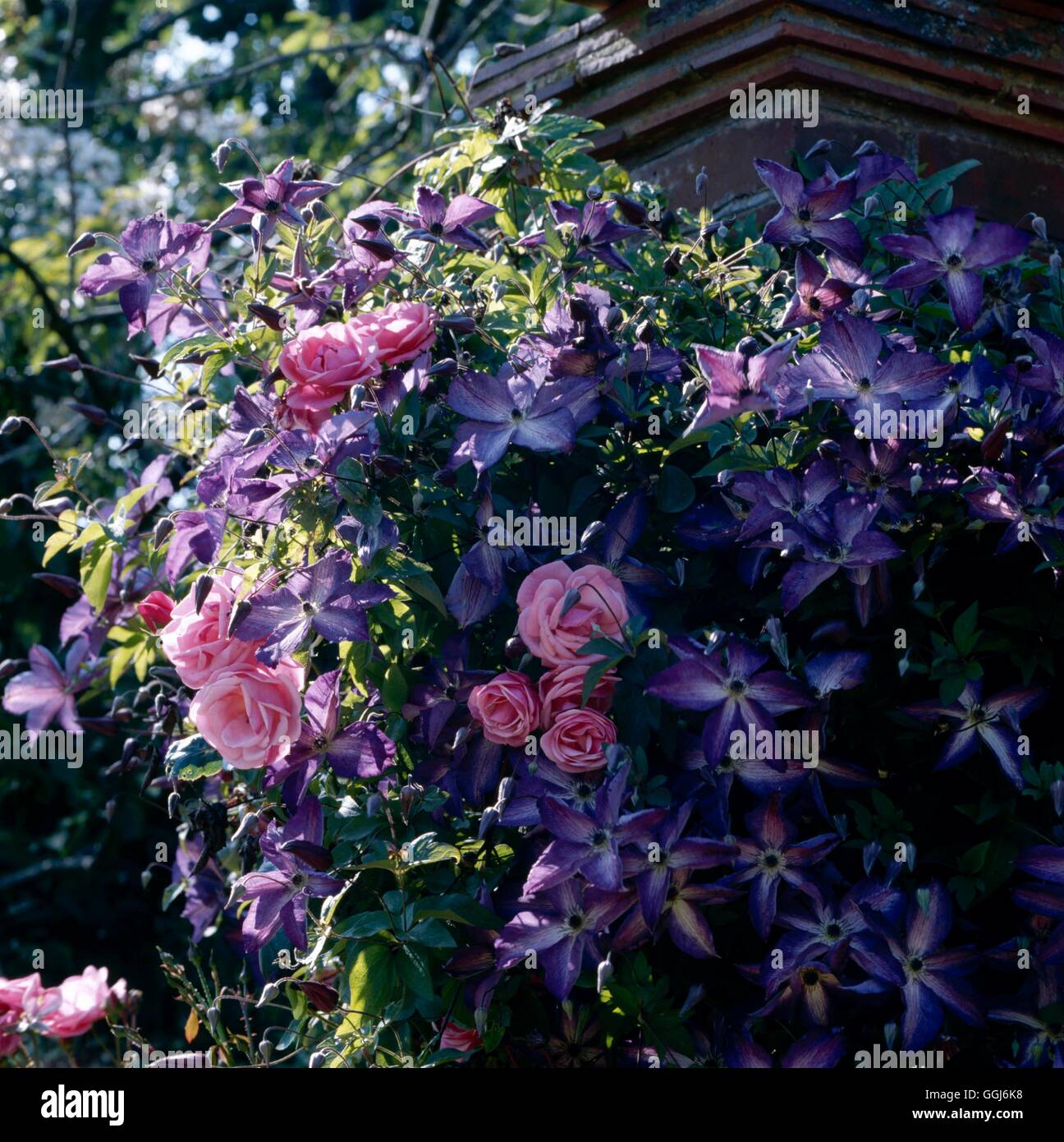 Jardins d'escalade - Clematis 'Venosa Violacea' avec Rosa 'Pink Perpetue'  CLG067182 Photos Horti Photo Stock - Alamy