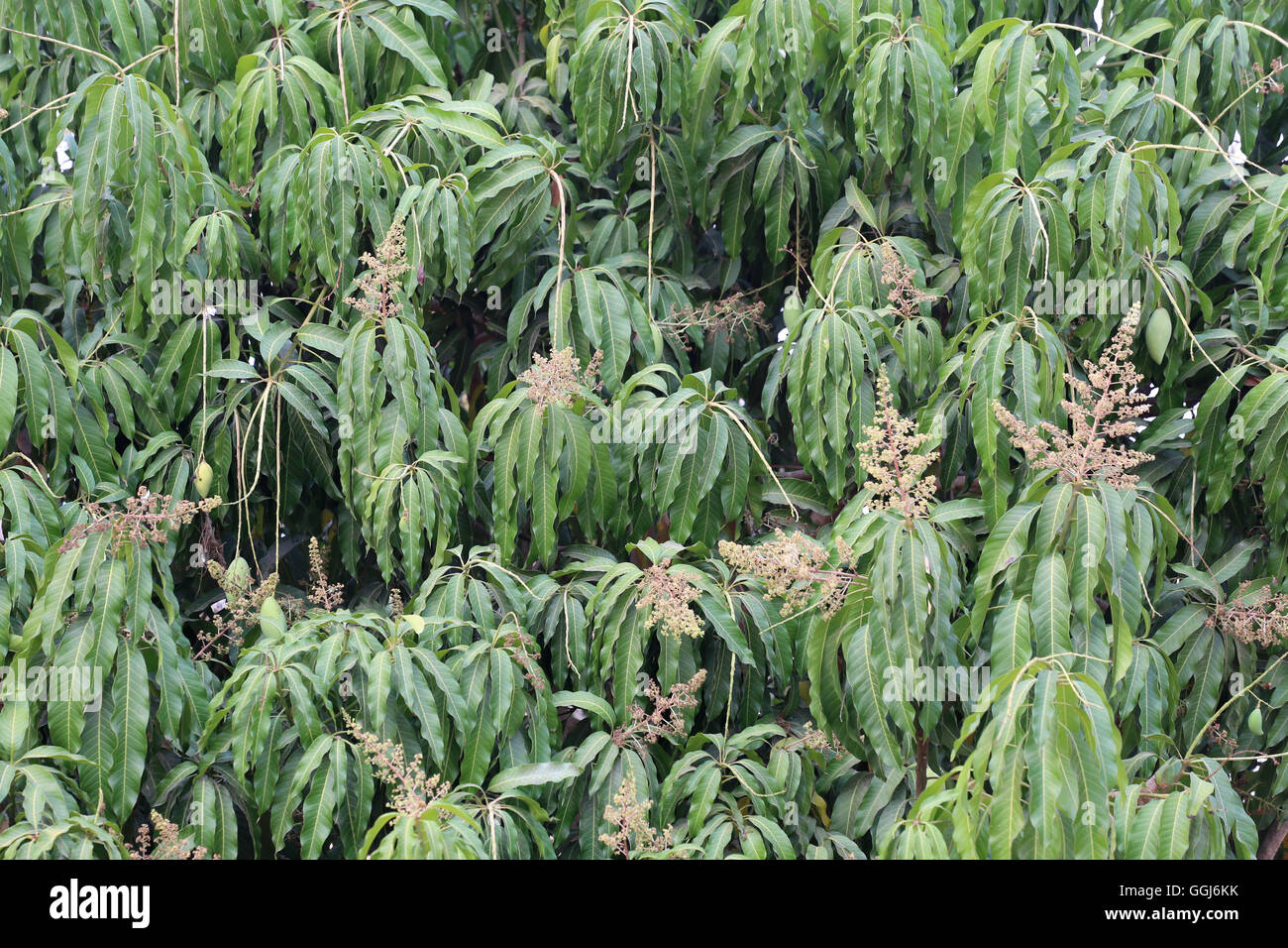 Les feuilles vertes et le pollen bloom du manguier dans le verger pour la nature. Banque D'Images