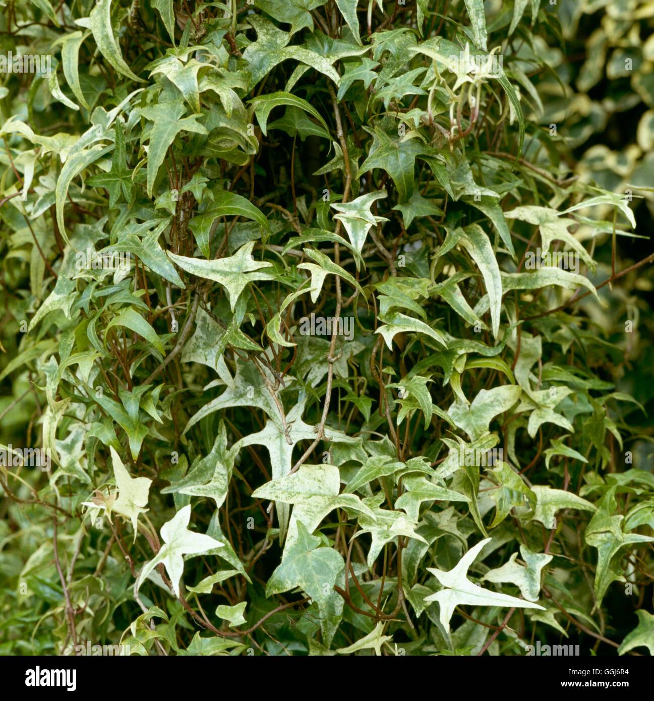 Hedera helix 'Sagittifolia Variegata' - CLS014187 Banque D'Images