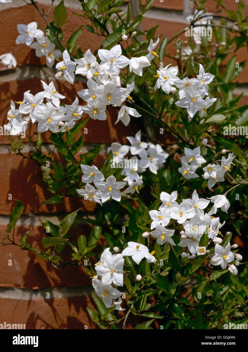 Solanum laxum - 'Album' AGM (Syn S. jasminoides 'Album') CLS015311 /Photos Banque D'Images