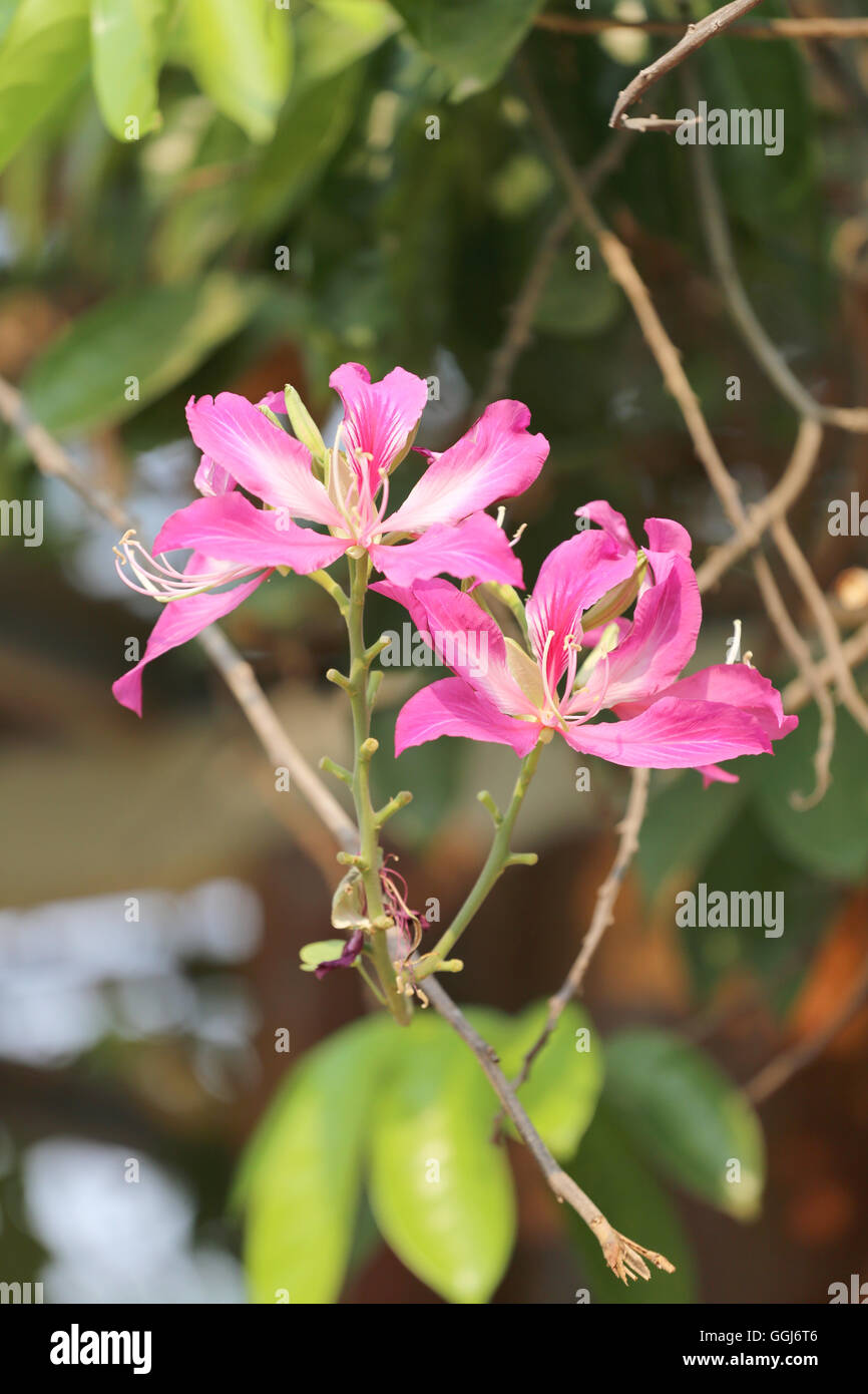 Arbre papillon fleur rose fleur et ont dans le jardin, la flore tropicale en Thaïlande. Banque D'Images