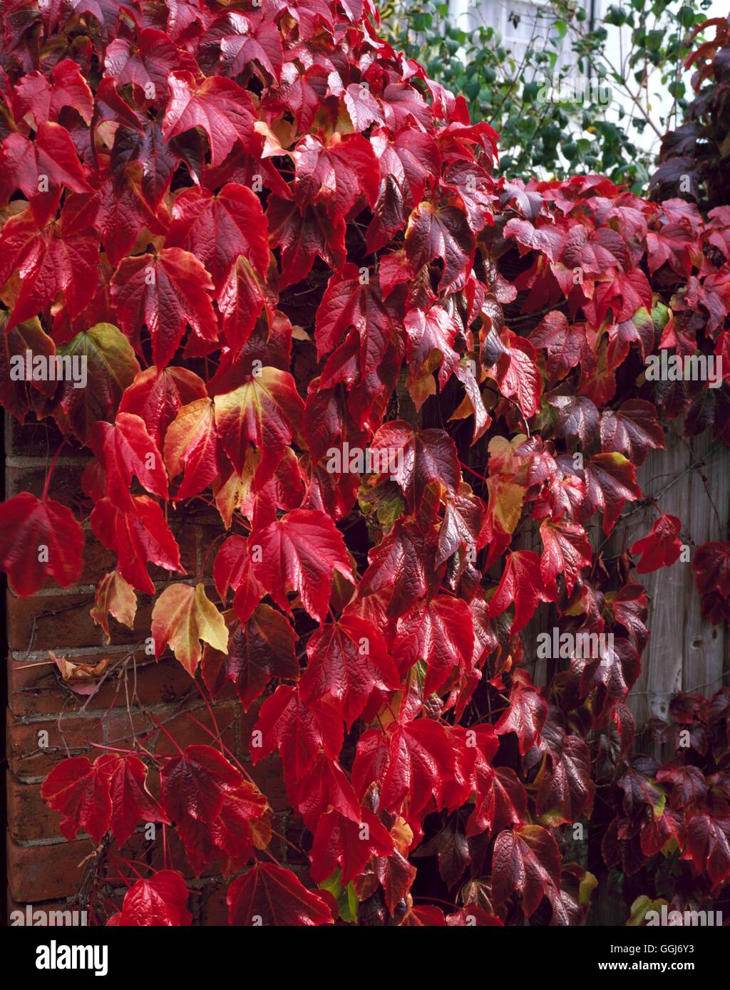 Du Parthenocissus tricuspidata - Boston ivy CLS065067 Banque D'Images