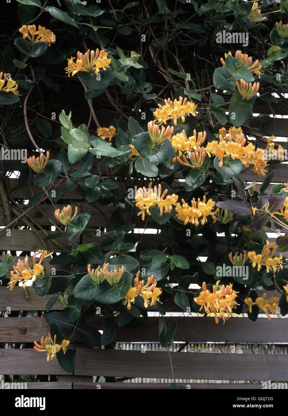 LONICERA x TELLMANNIANA AGA Date : 18/08/2008 CLS098455 Banque D'Images