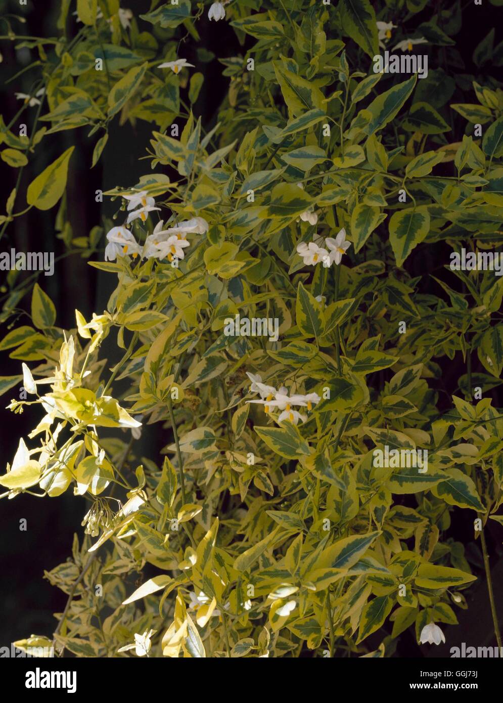 Solanum laxum - 'Aureovariegatum' CLS106098 Banque D'Images