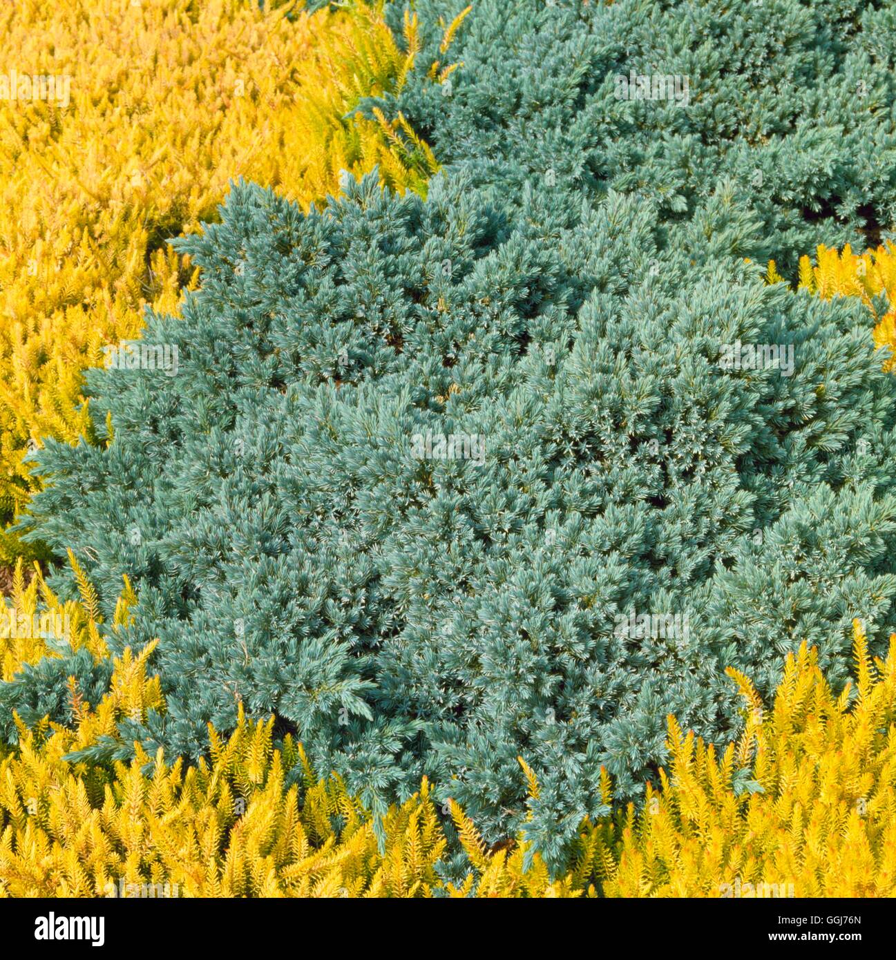 - Juniperus squamata 'Blue star' AGM CON024839 Banque D'Images