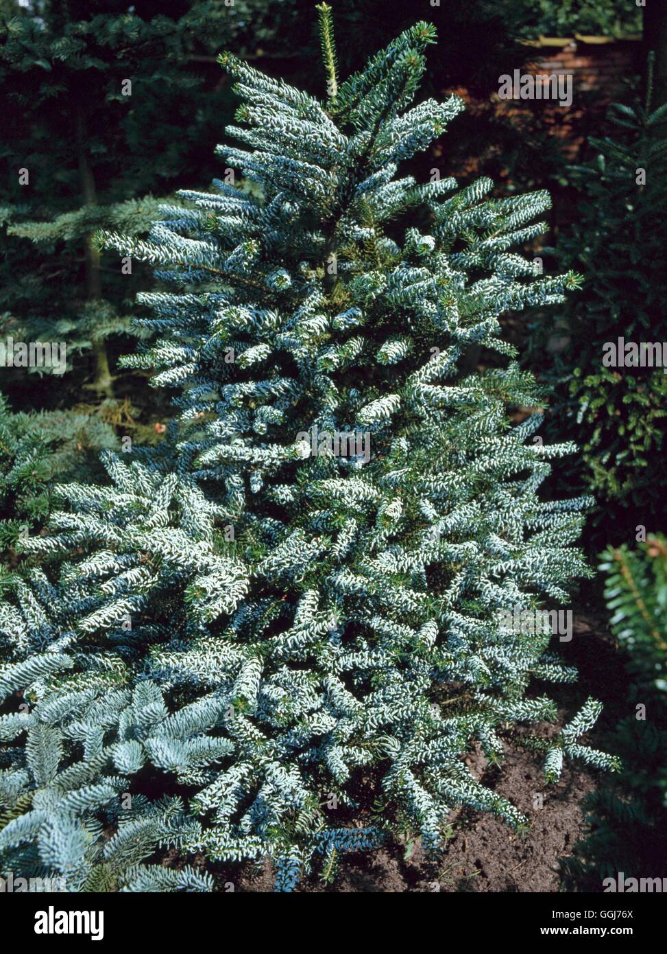 Abies koreana - 'Silberlocke' AGA. CON025861 Banque D'Images