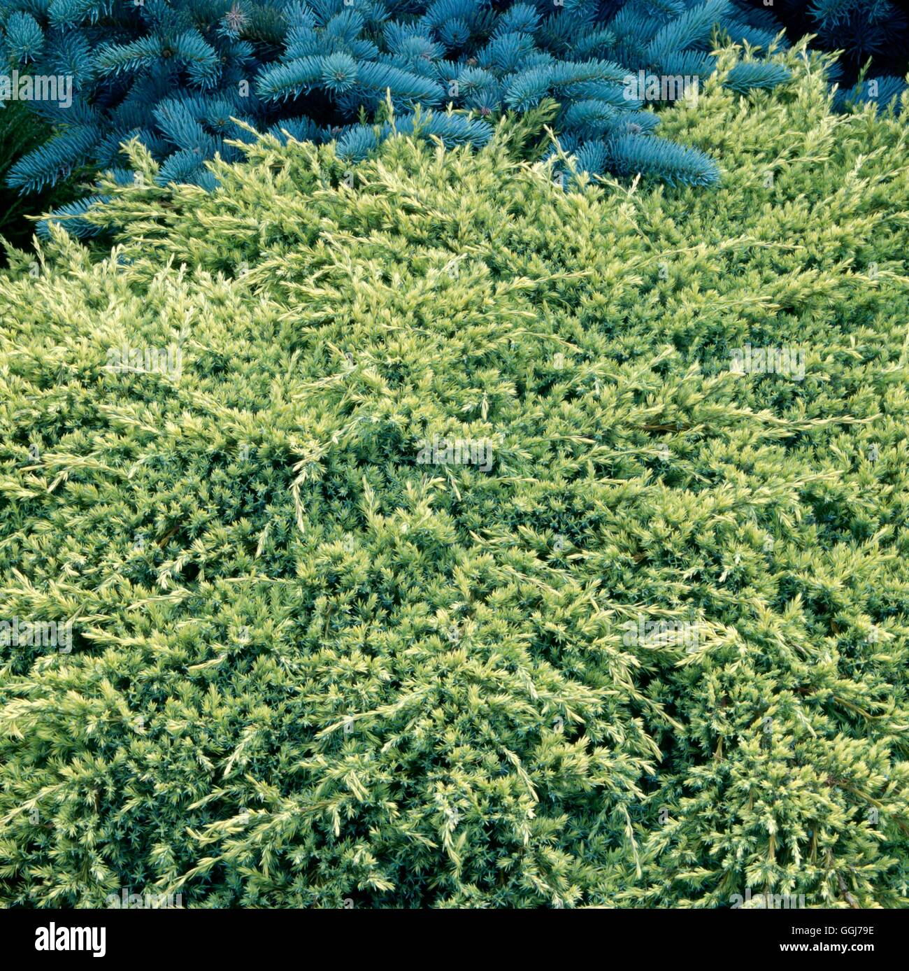 Juniperus squamata - 'Holger' AGM CON055457 Banque D'Images