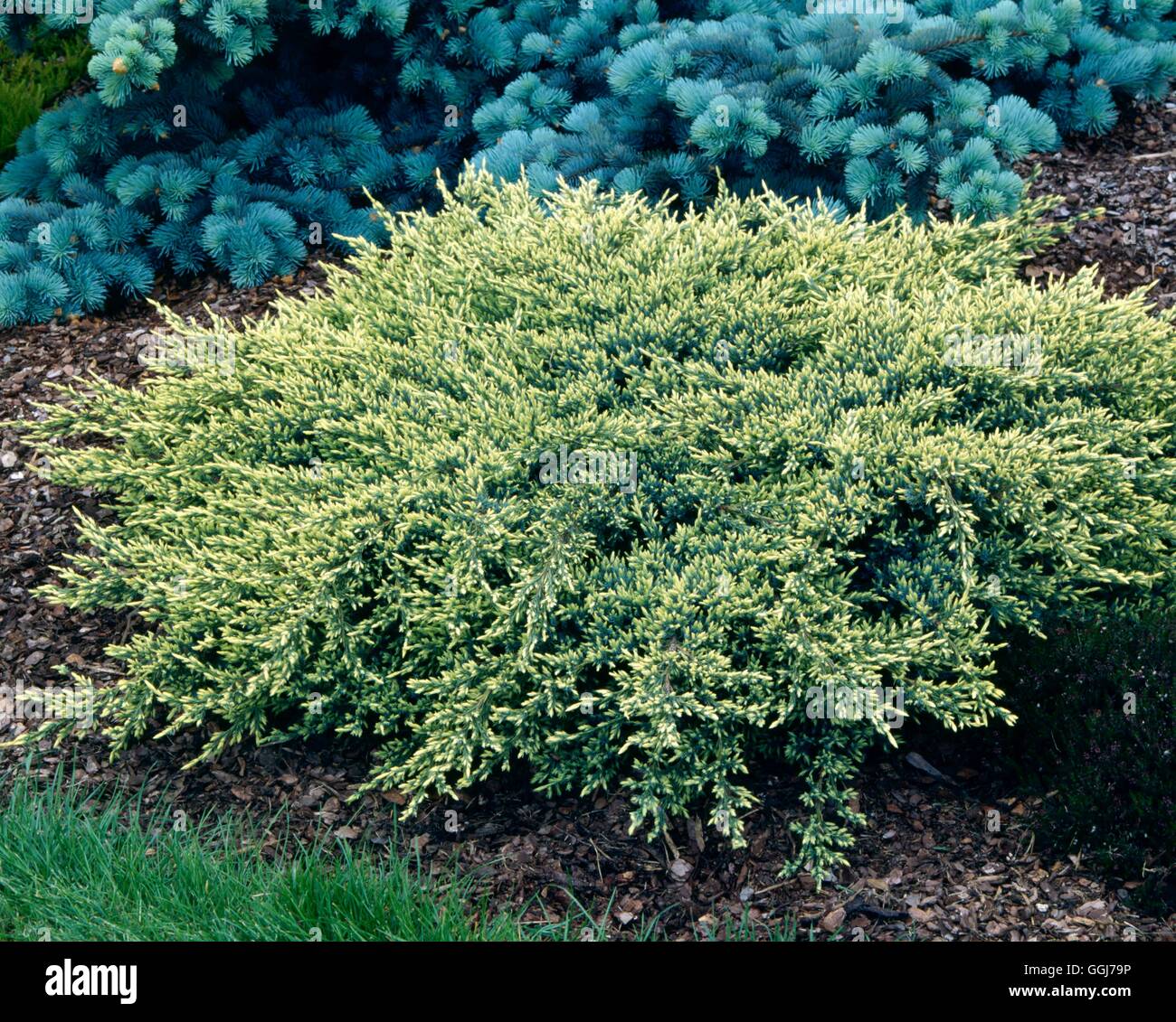 Juniperus squamata - 'Holger' AGM CON055506 Banque D'Images